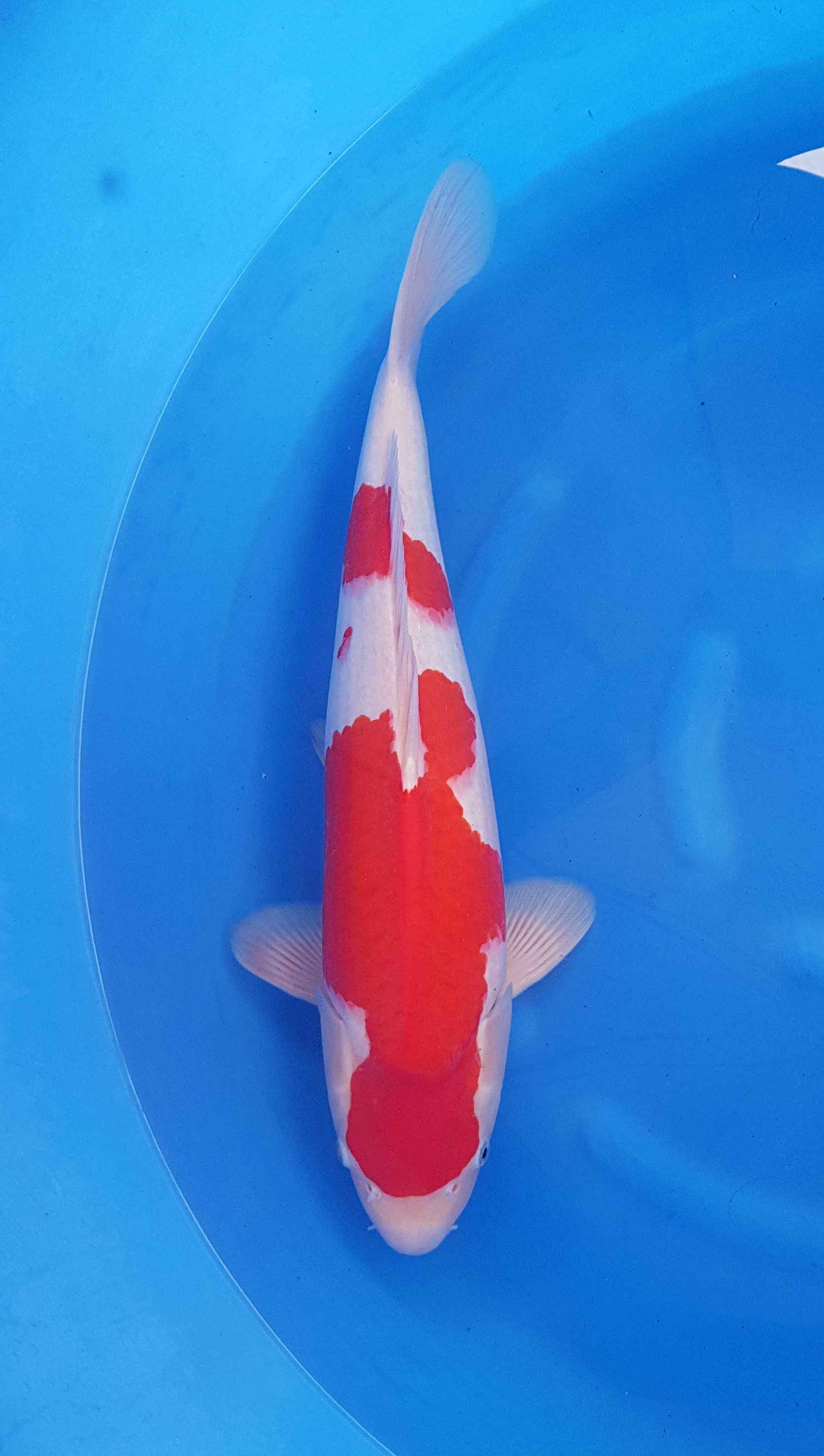 Suzusei Nisai Kohaku KOI-62041