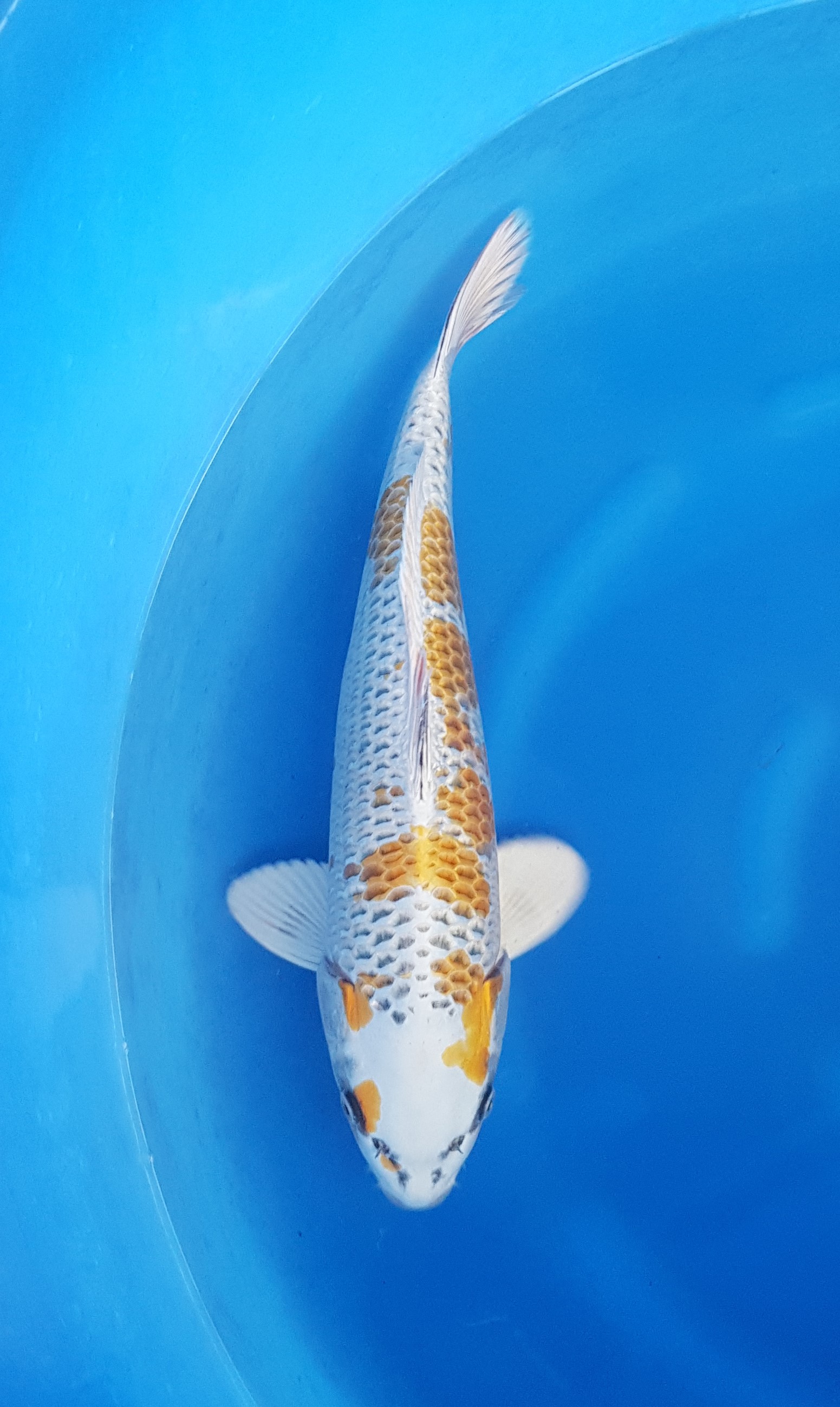 Takahashi Nisai Ki Kujaku - KOI-62198 Takahashi Nisai Ki Kujaku - KOI-62198