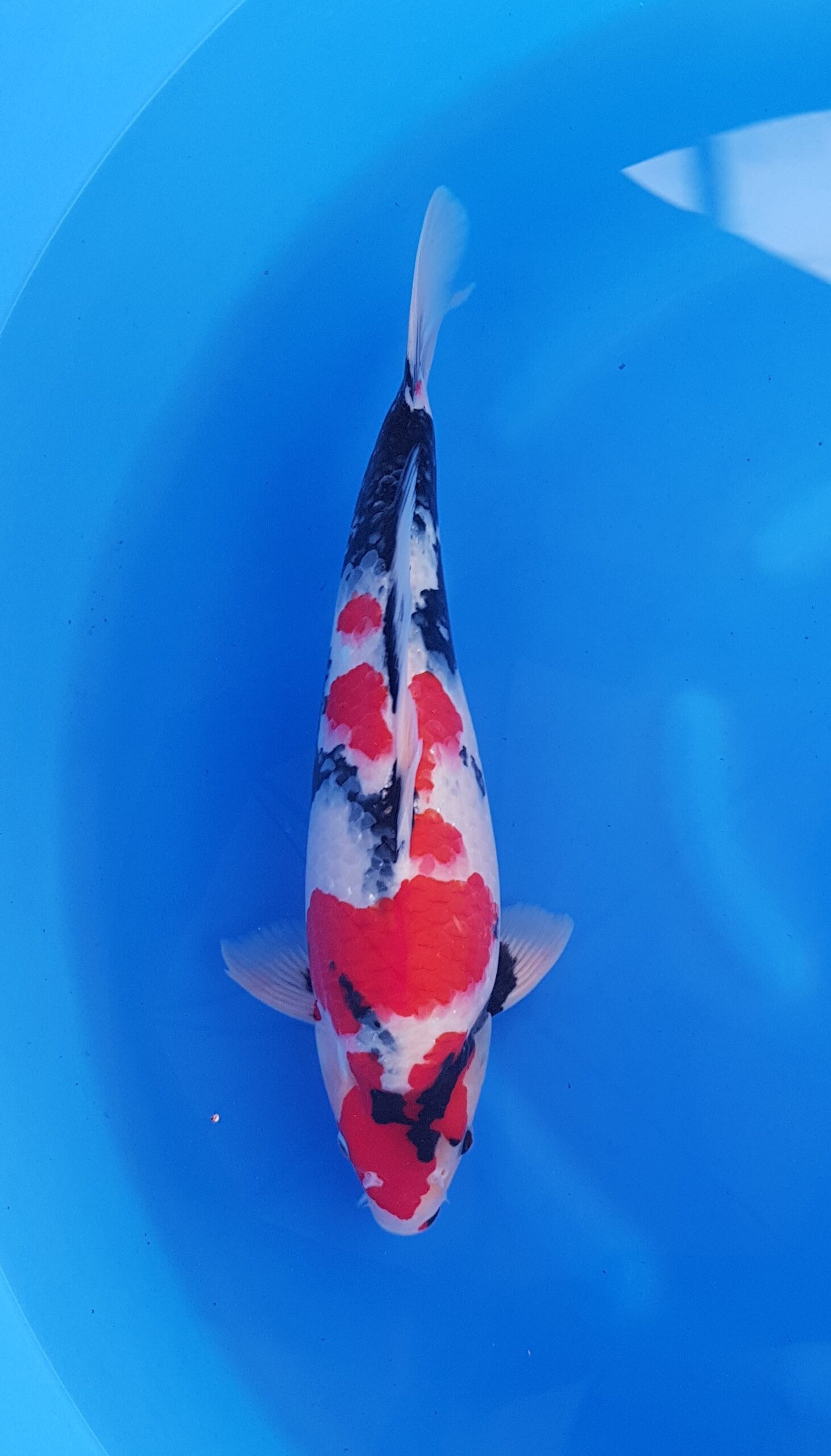 Showa - Quartier général Nisai (2 ans) - KOI-31048