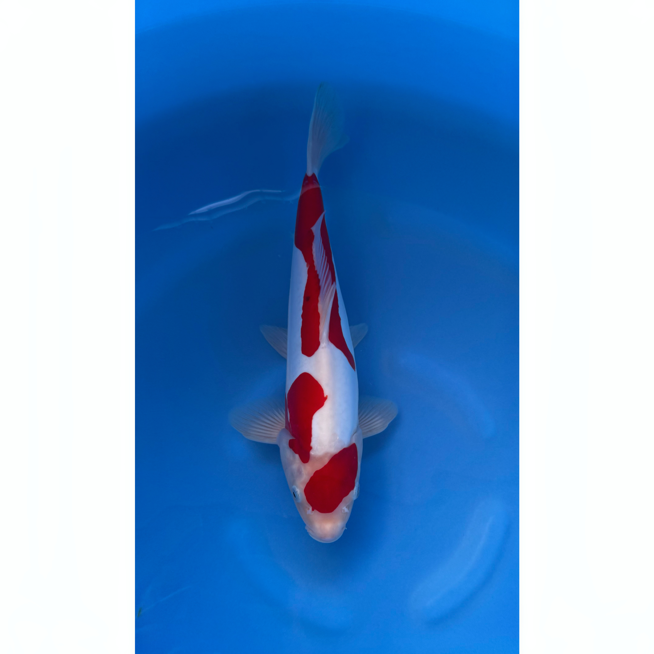 Kase - Nisai - Doitsu Sanke - KOI-7260530