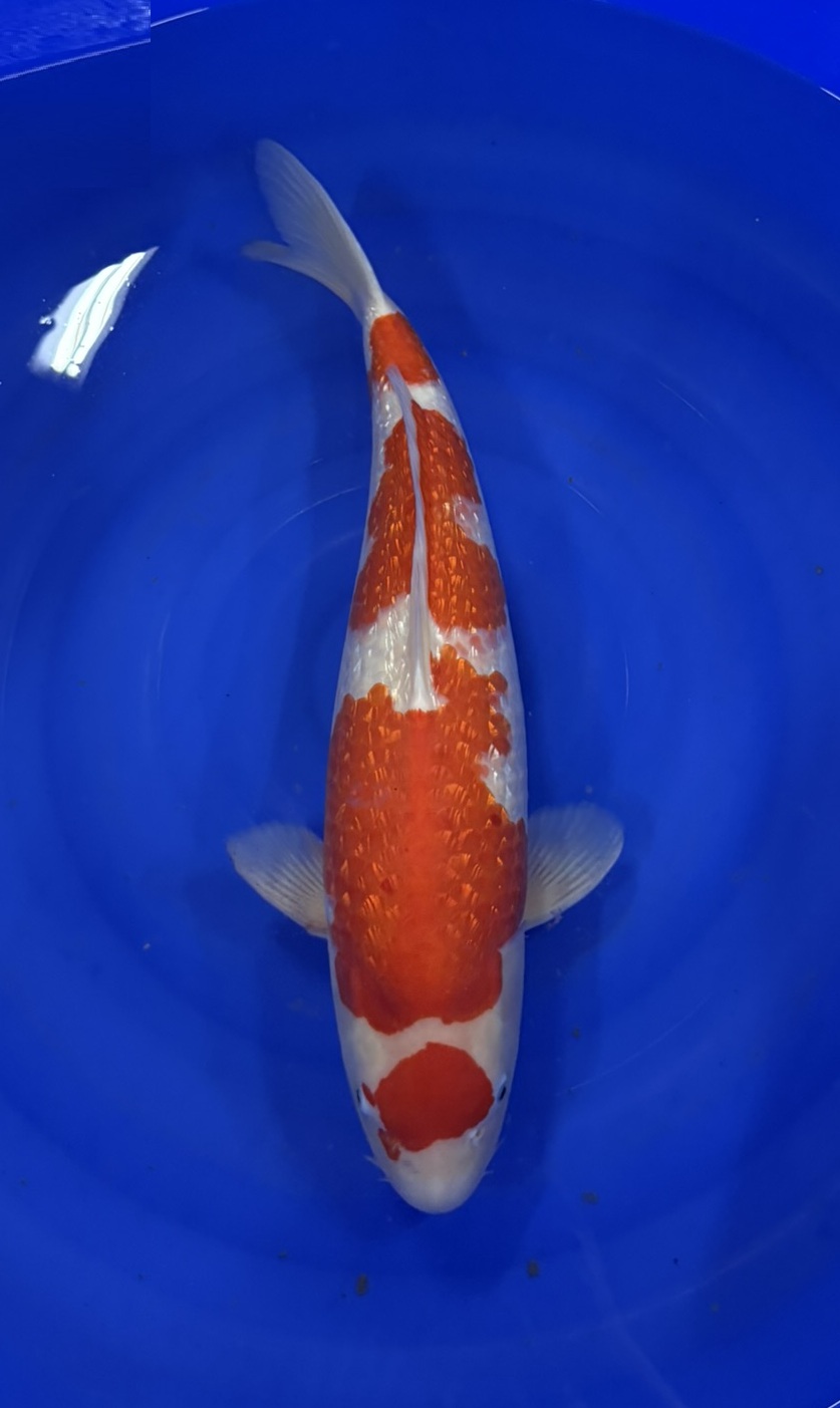 Marusei - Nisai - Ginrin Kohaku - KOI-7260108