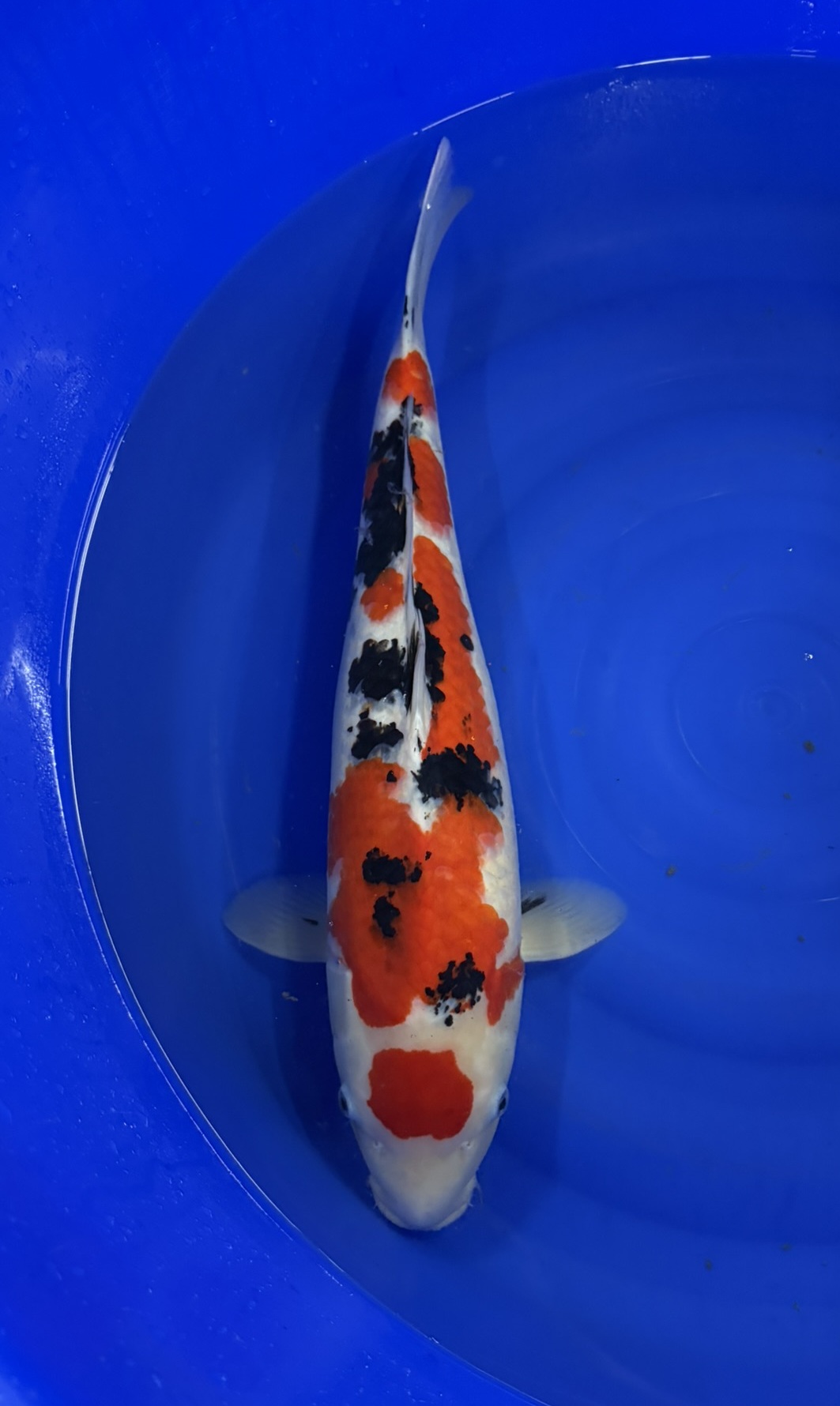 Marusei - Nisai - Maruten Sanke - KOI-7260109