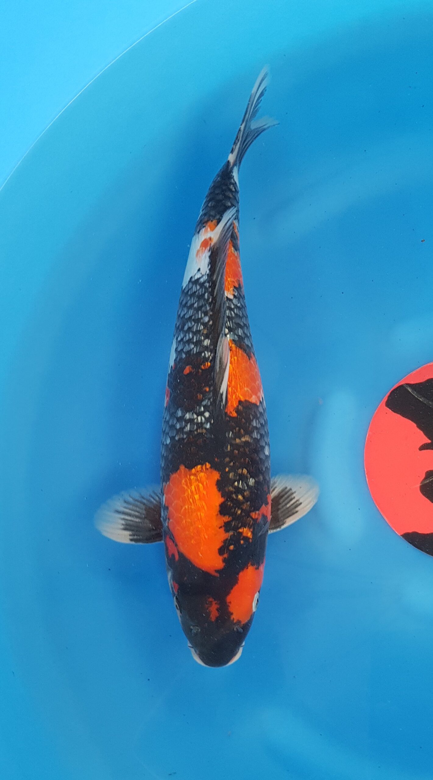 Showa ginrin - Nisai (2 ans) - KOI-30440