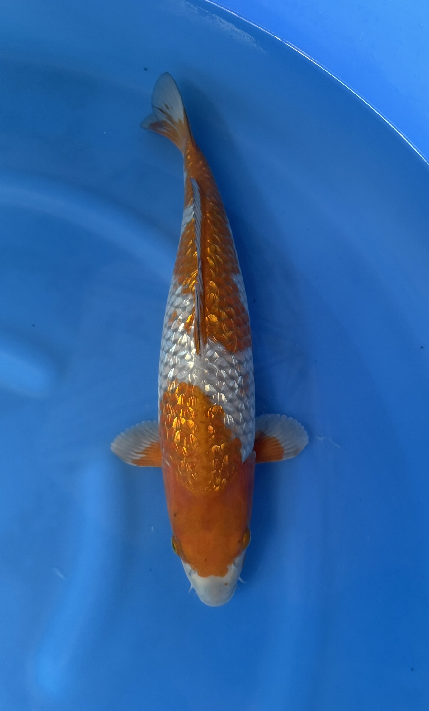 Animal, Fish, Sea Life, Carp, Koi