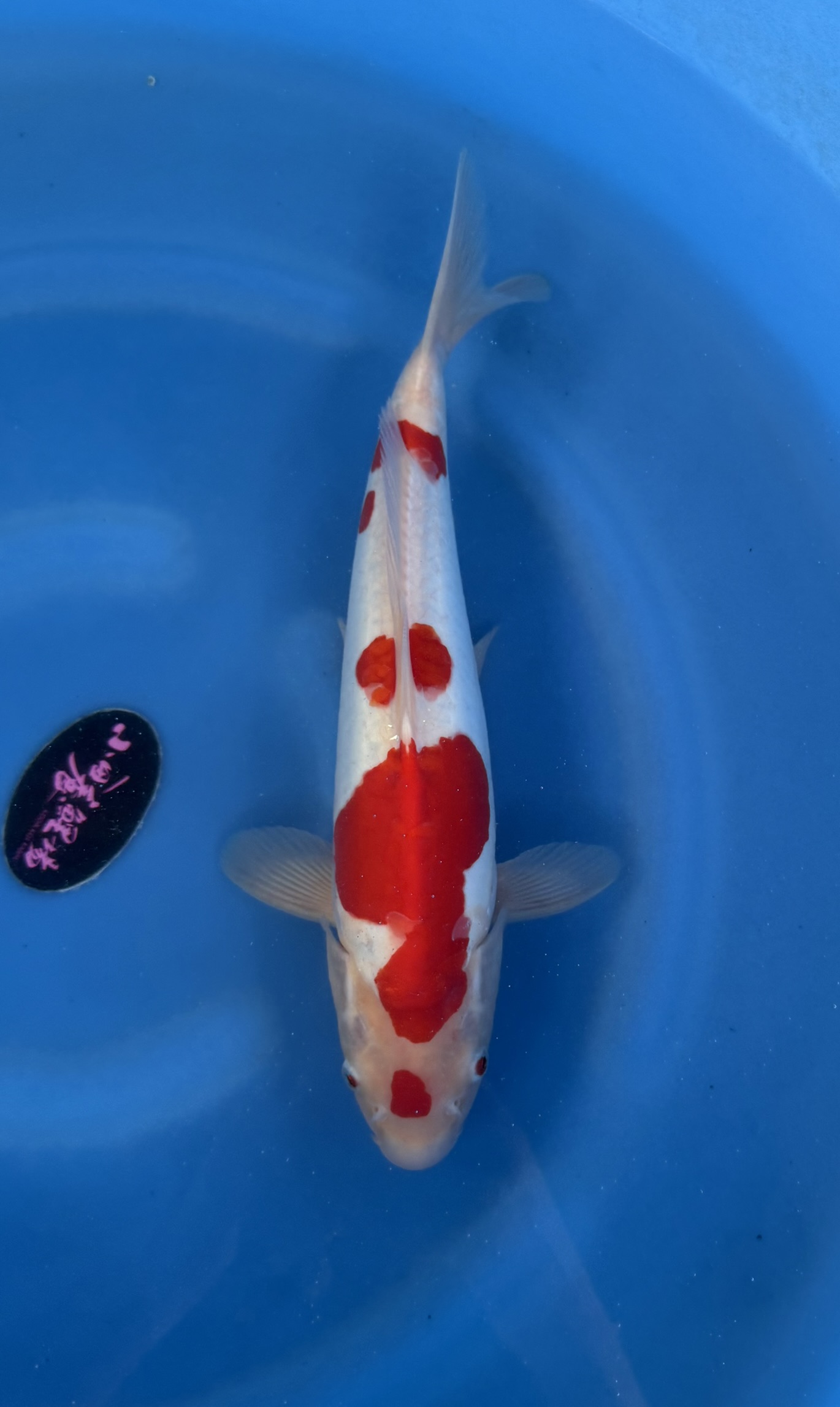 Animal, Fish, Sea Life, Carp, Koi