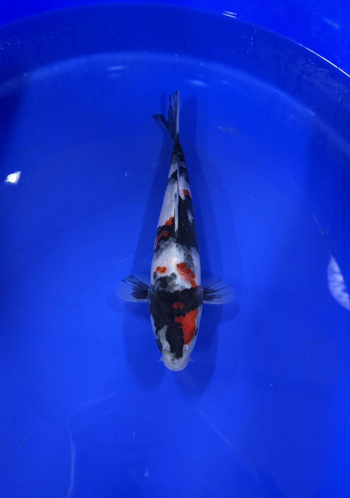 Aquatic, Fish, Sea Life, Carp, Koi