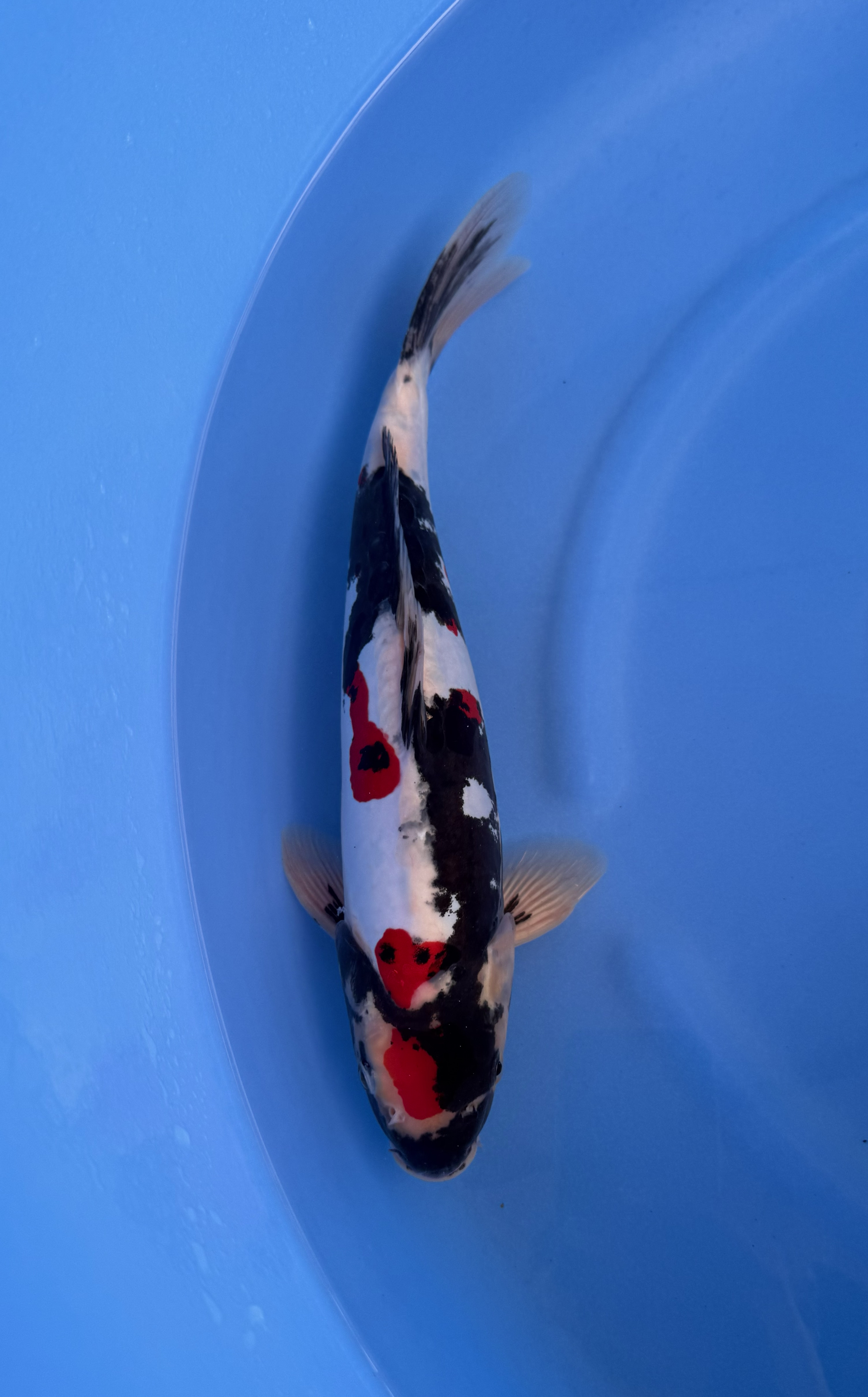 Kase - Nisai - Doitsu Showa - KOI-7261682