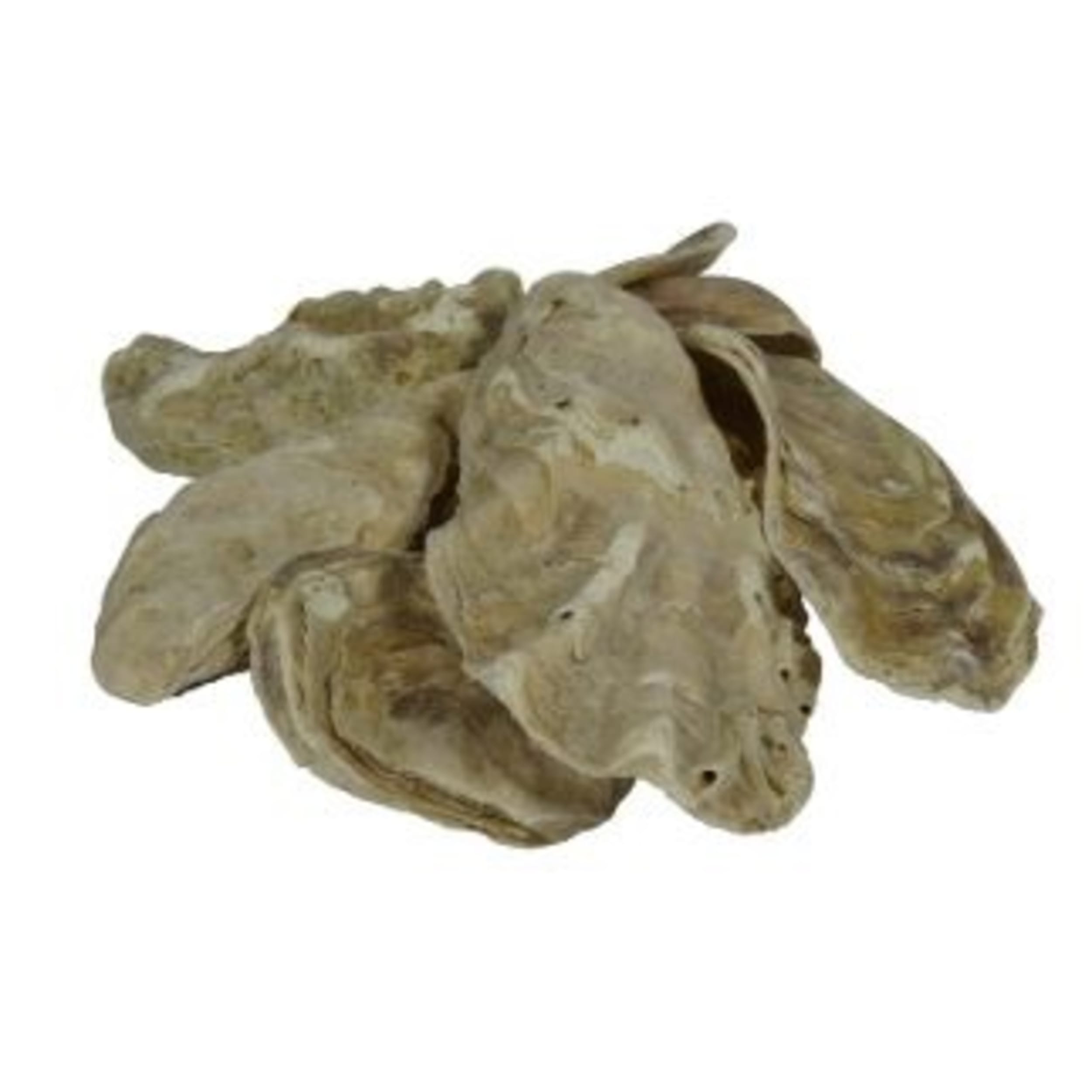 Coquilles d'huîtres dans le sac 5 kg Animal, Sea Life, Food, Seafood