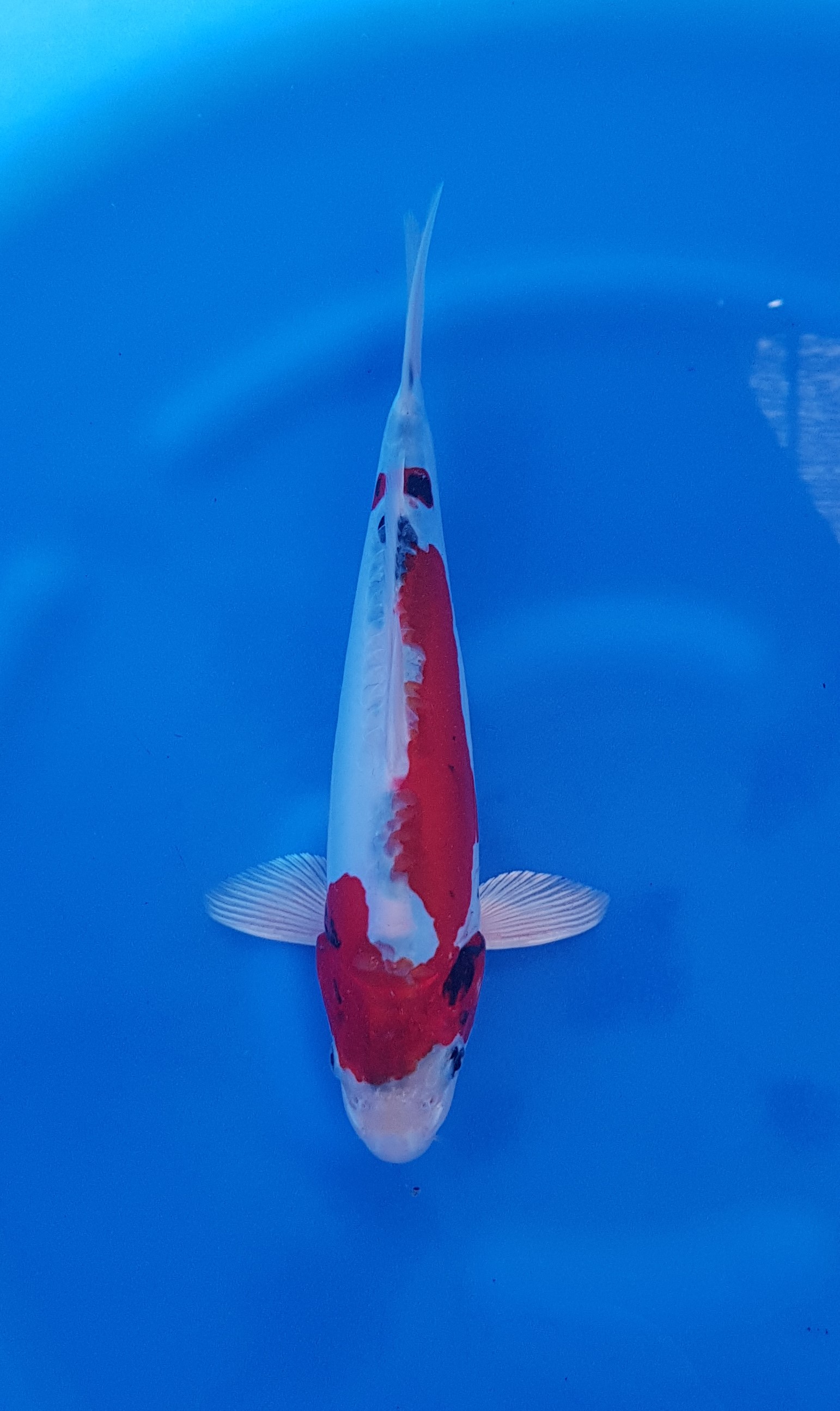 Aoki - Nisai - Beni Kikokuryu - KOI-62613