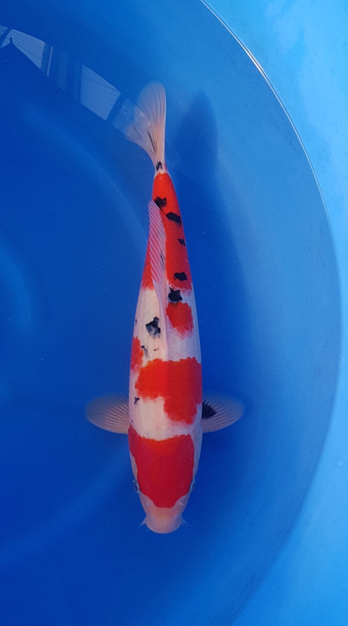 Sanke ginrin - Nisai (2 ans) - KOI-30531