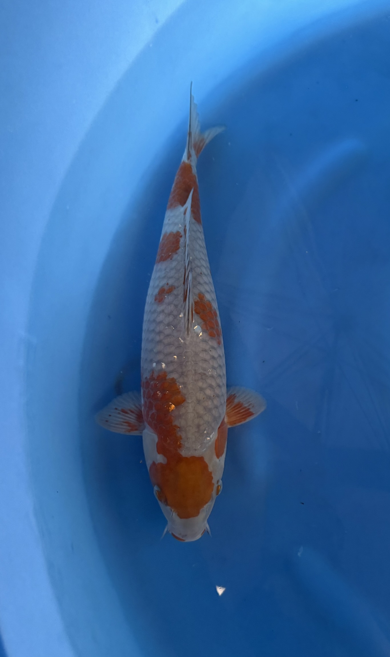 Animal, Fish, Sea Life, Carp, Koi