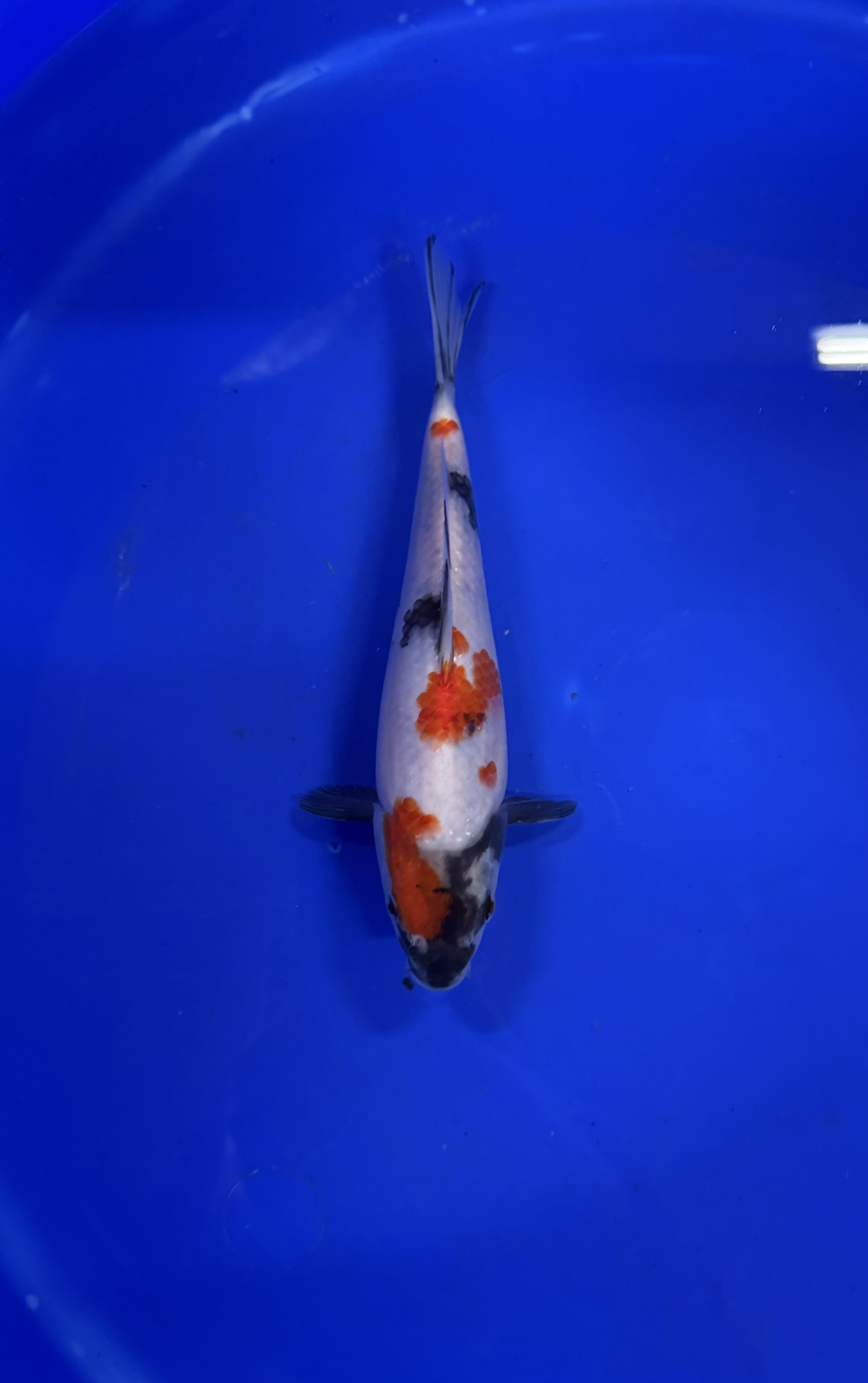 Fish, Sea Life, Aquatic, Carp, Koi