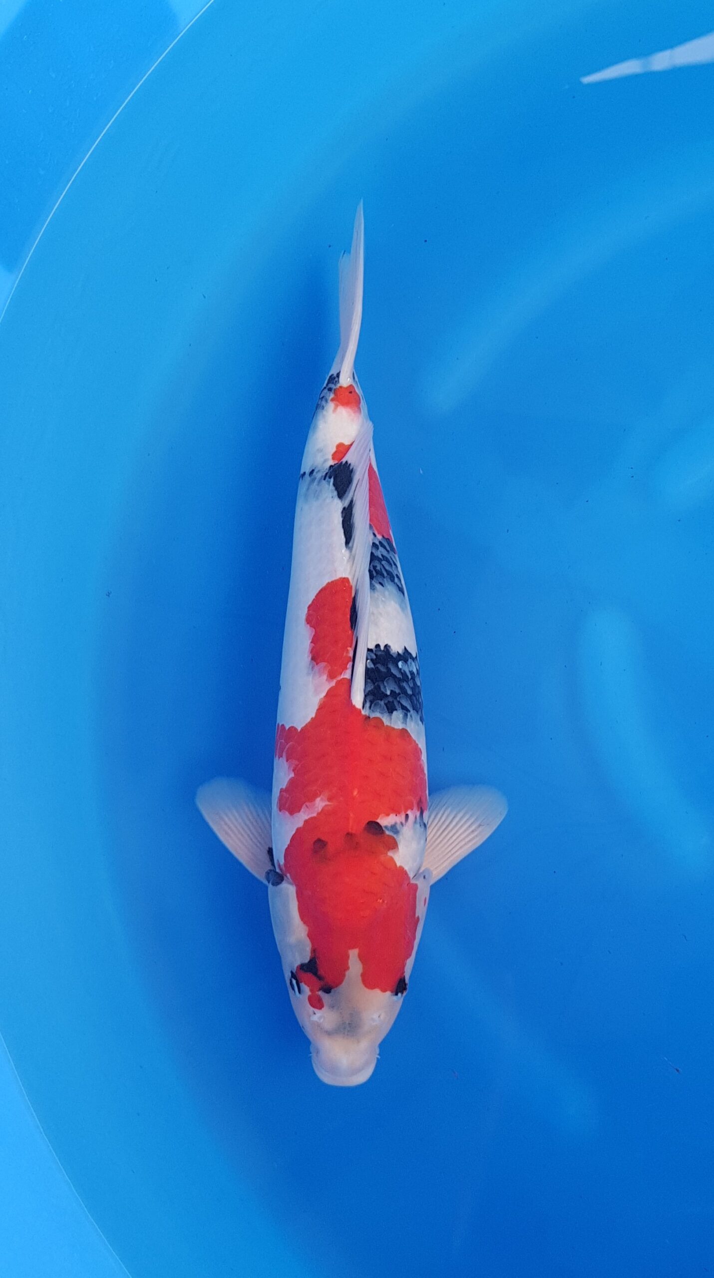 Showa - Quartier général de Nisai (2 ans) - KOI-31049