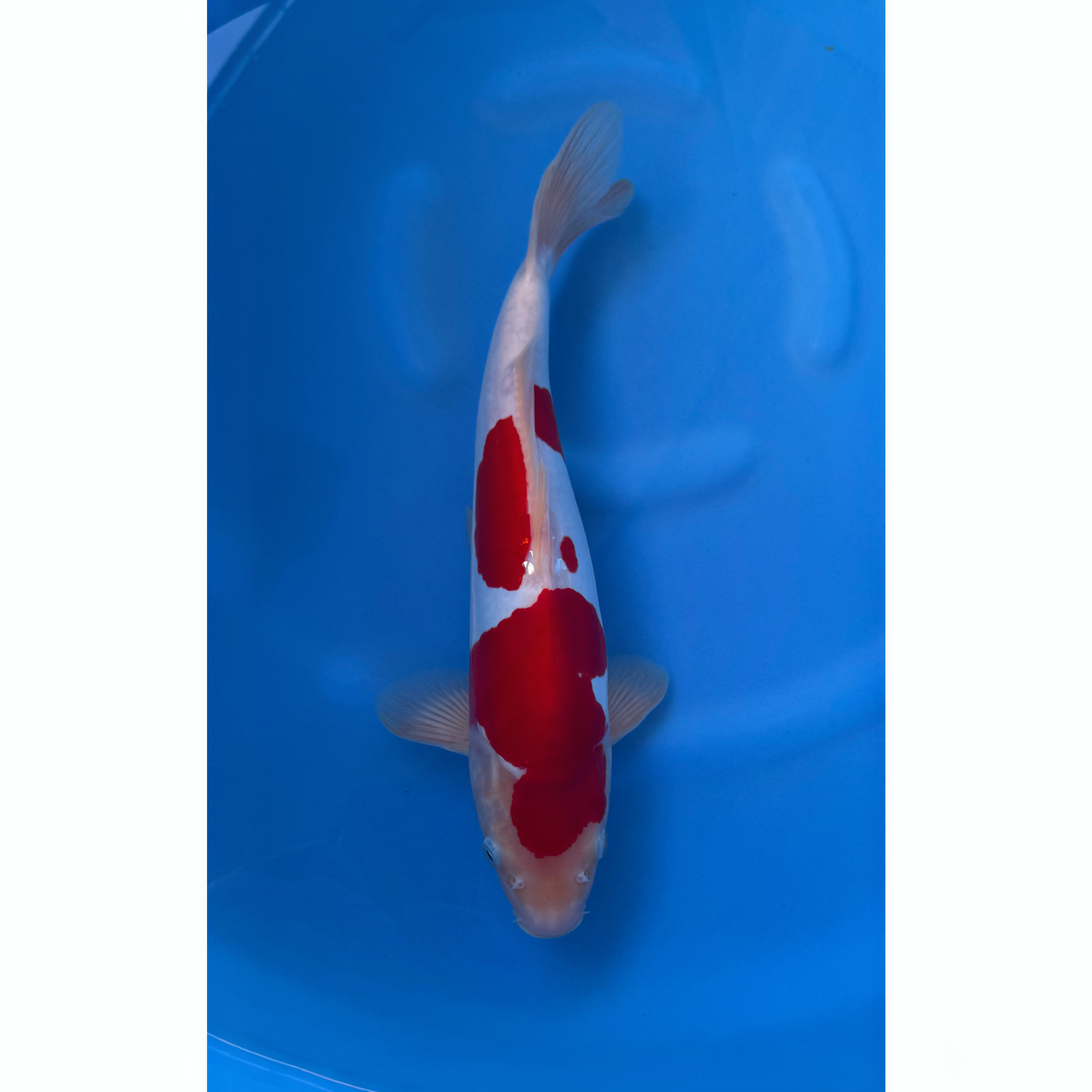 Kase - Nisai - Doitsu Kohaku - KOI-7260350