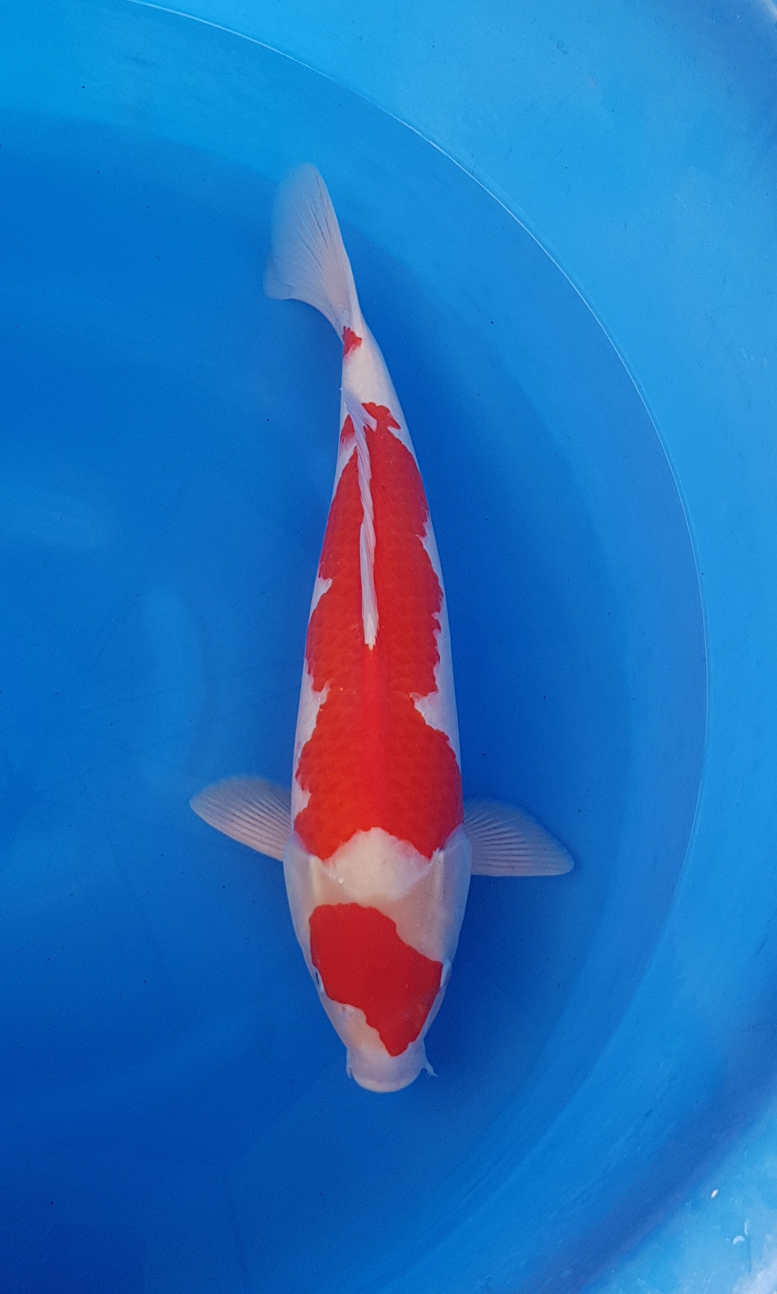 Suzusei Nisai Kohaku KOI-62038