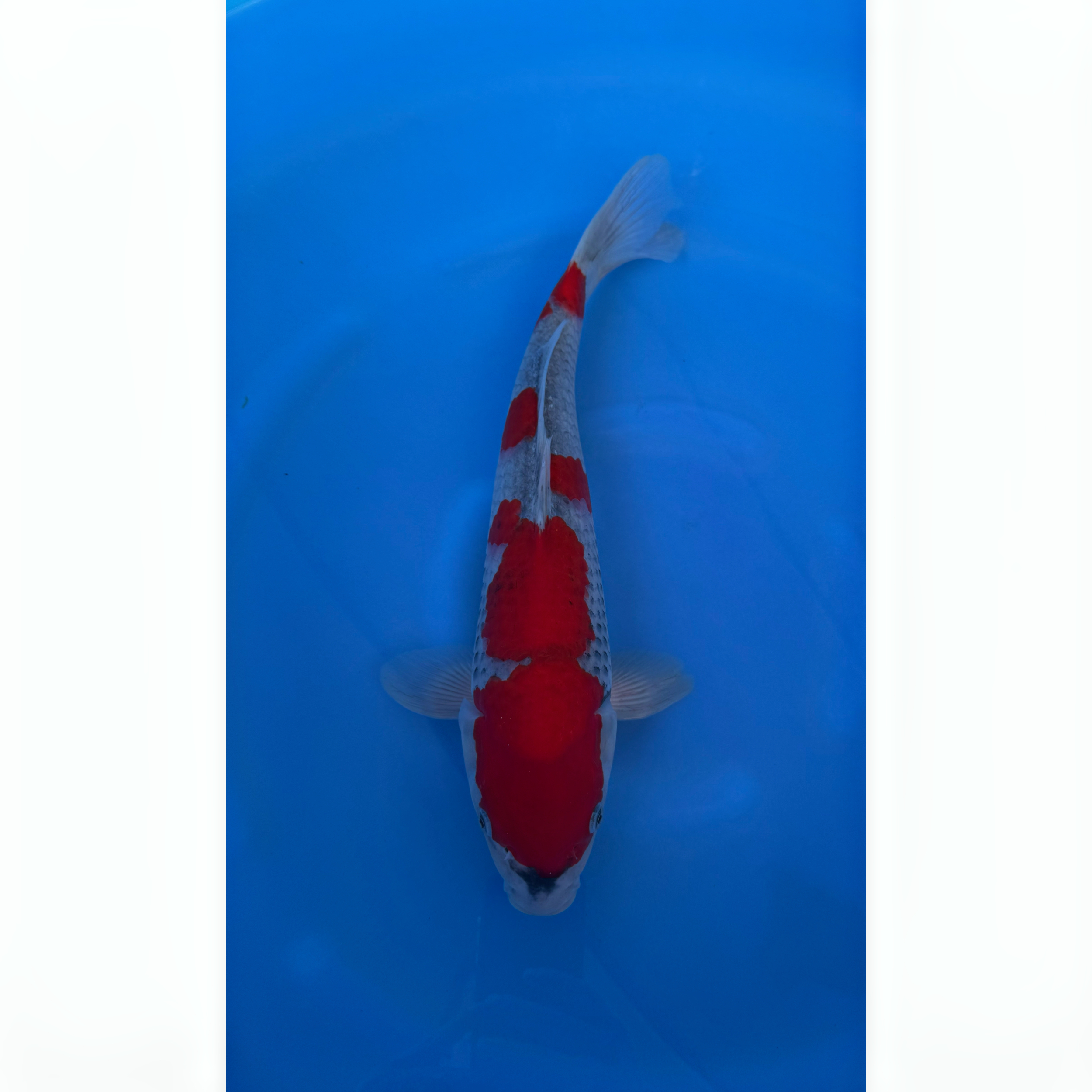 Kase - Nisai - Goshiki - KOI-7262841