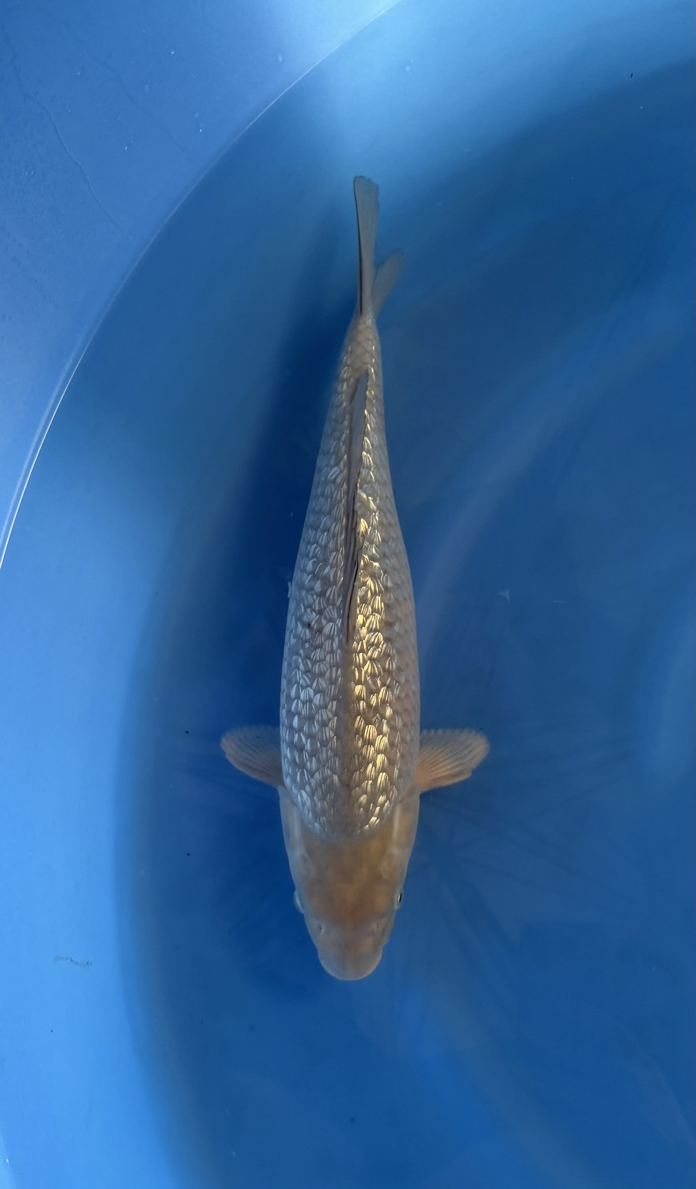 Animal, Fish, Sea Life, Aquatic, Carp