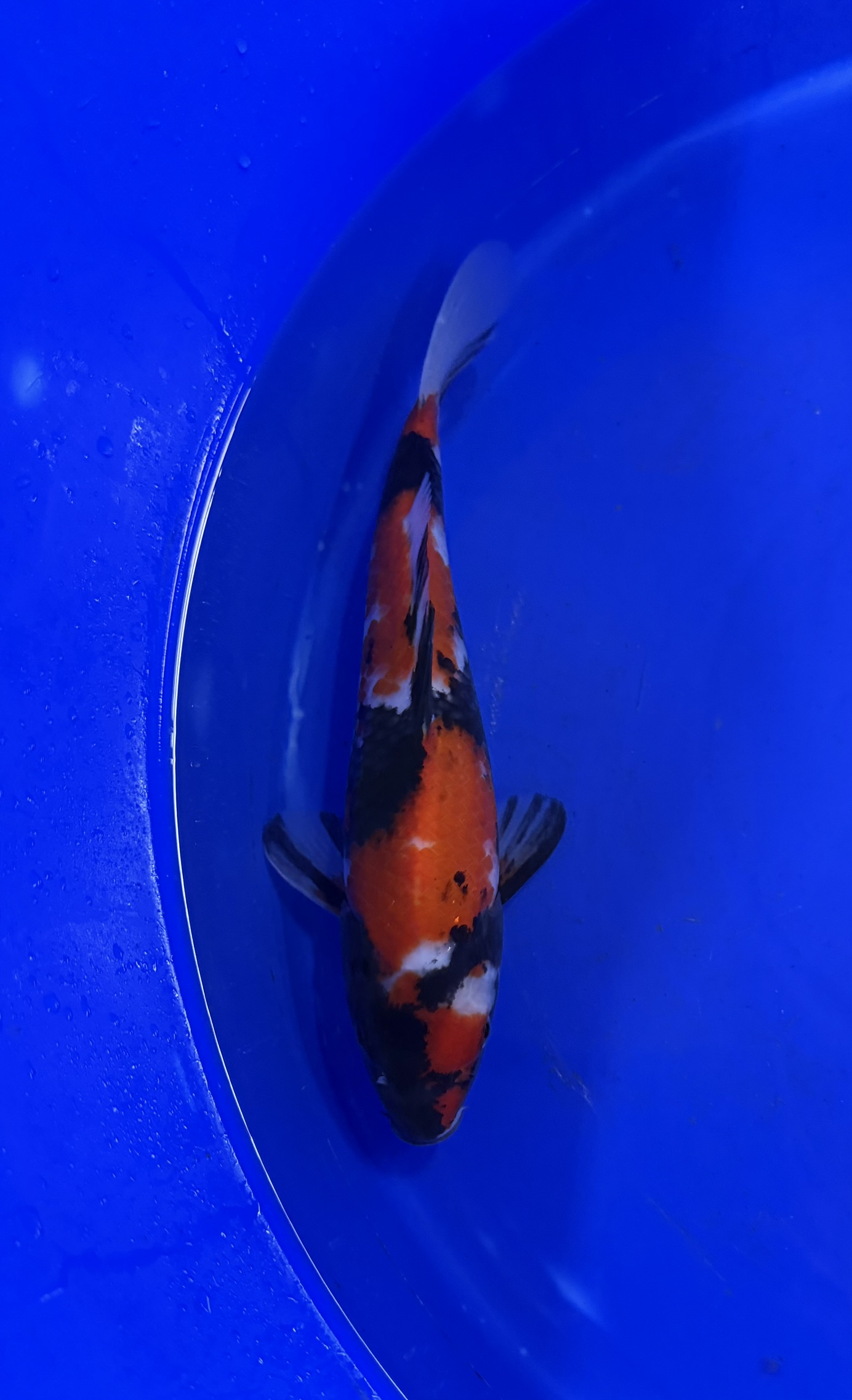 Aquatic, Fish, Sea Life, Carp, Koi