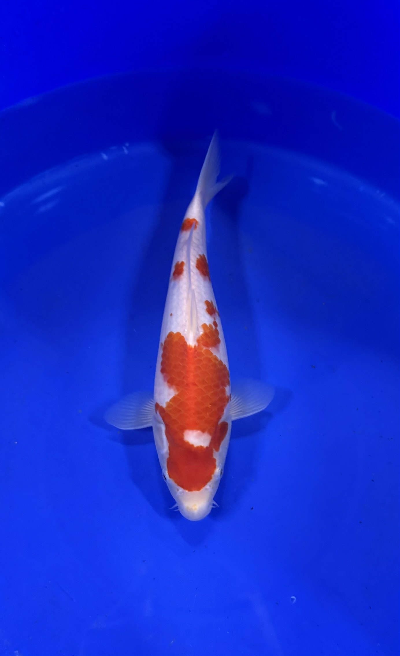 Animal, Fish, Sea Life, Carp, Koi