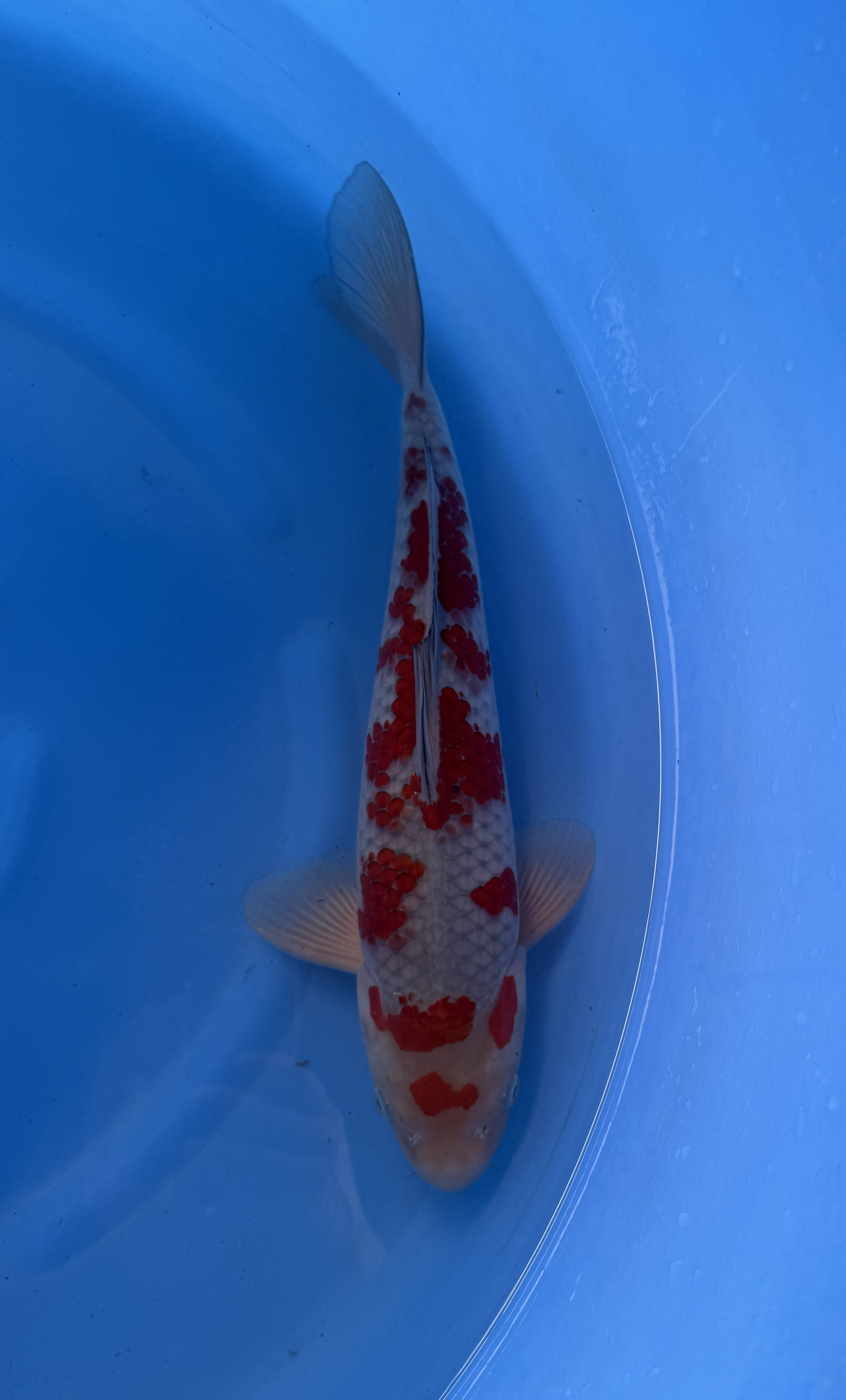 Kanezo - Nisai - Ochiba - KOI-7261238