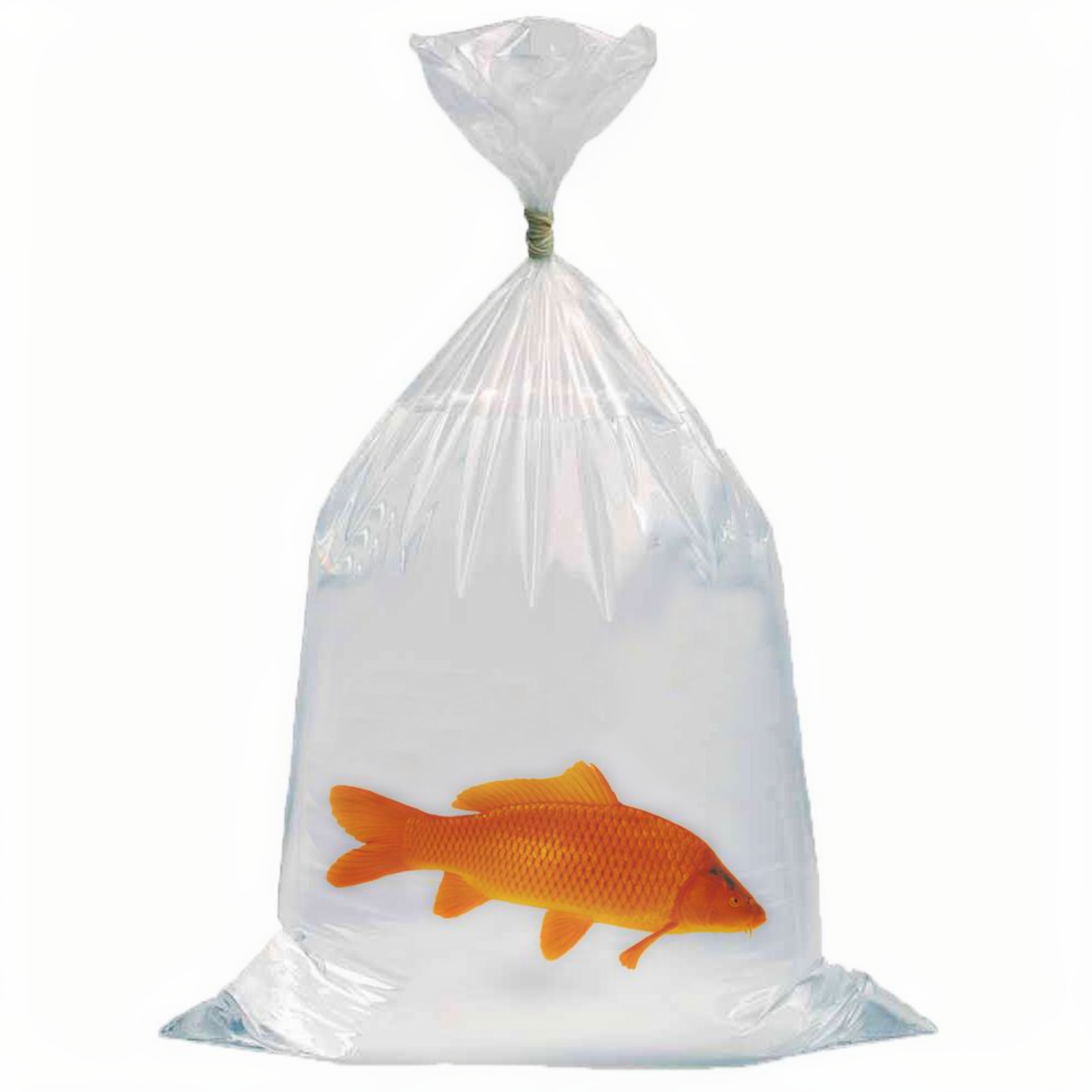 Plastic, Bag, Fish, Sea Life, Plastic Bag