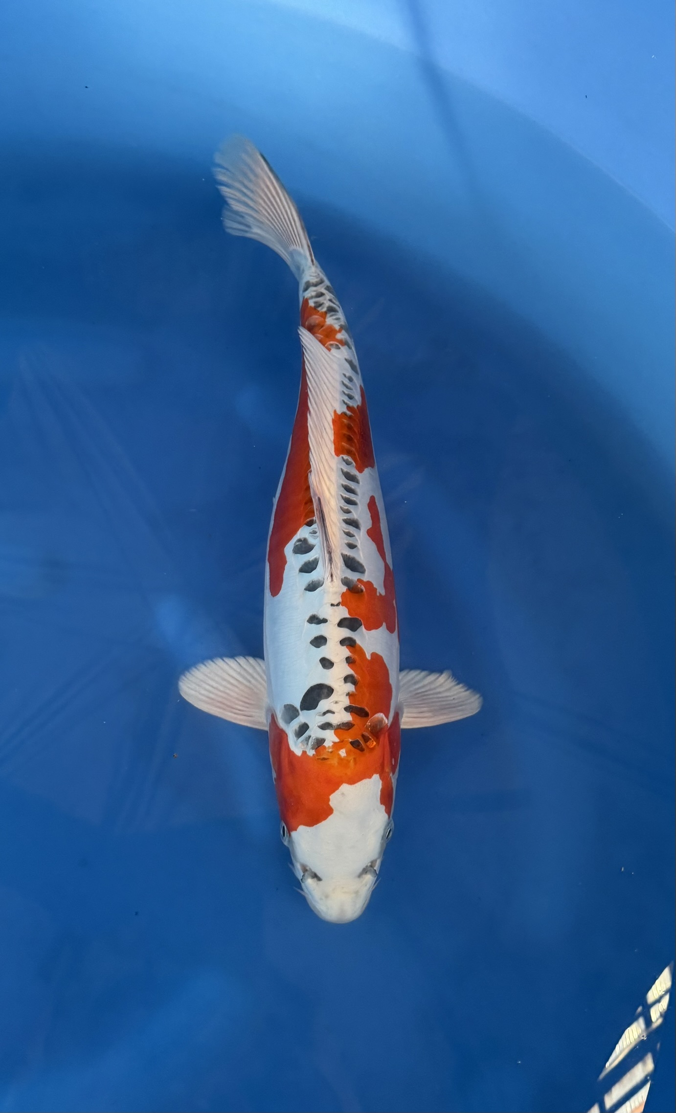 Fish, Sea Life, Carp, Koi, Aquatic