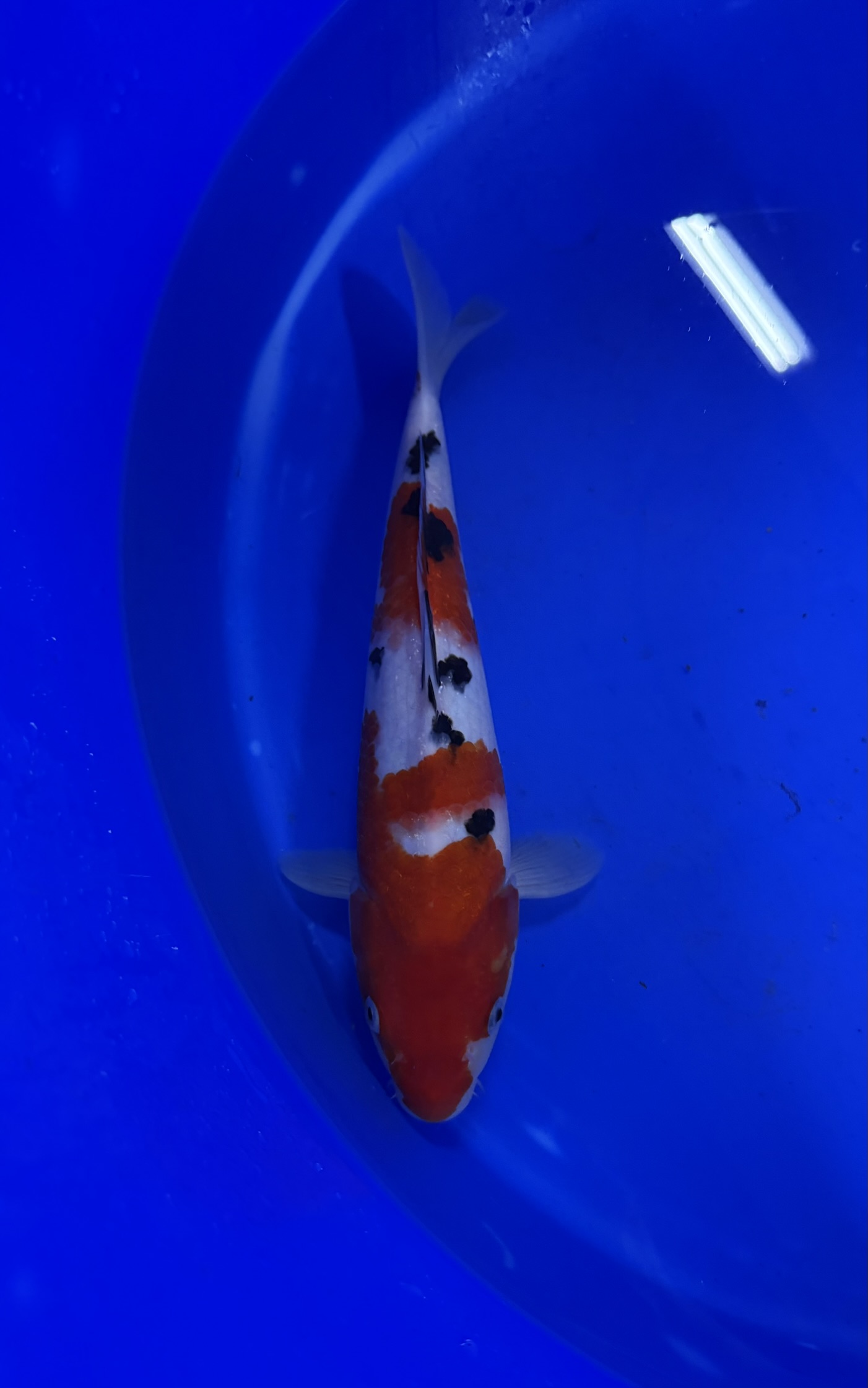 Aquatic, Fish, Sea Life, Carp, Koi