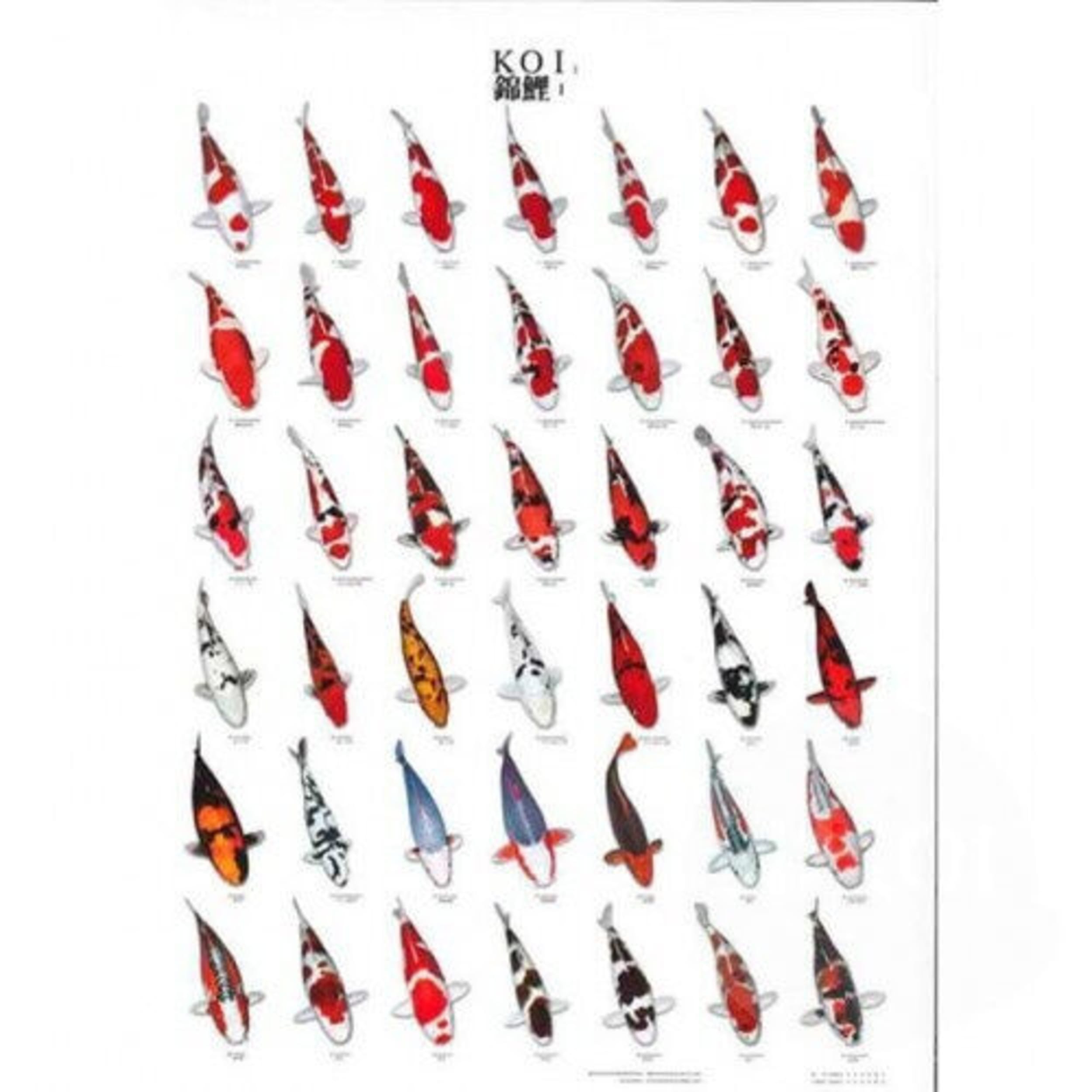Koiposter n ° 1 laminé