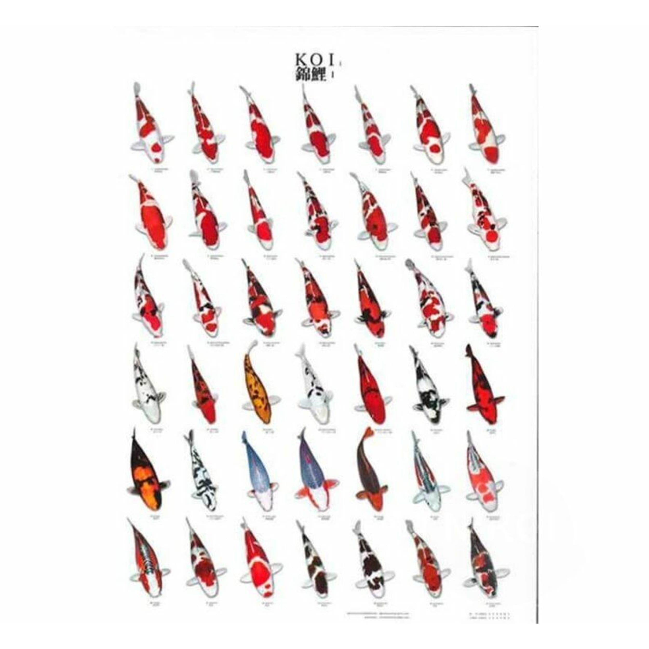 Koiposter n ° 1 A4 laminée