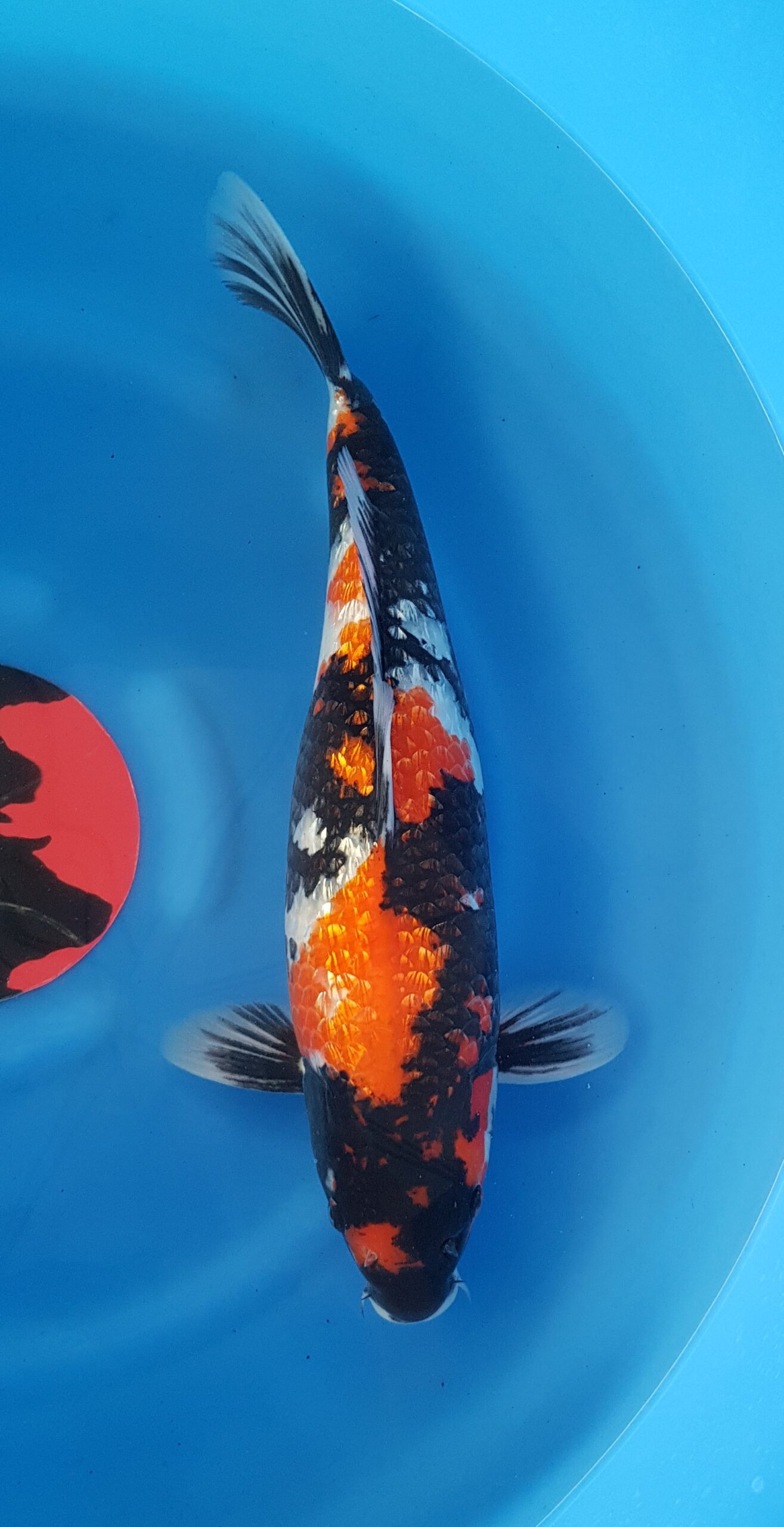 Showa ginrin - Nisai (2 ans) - KOI-30445