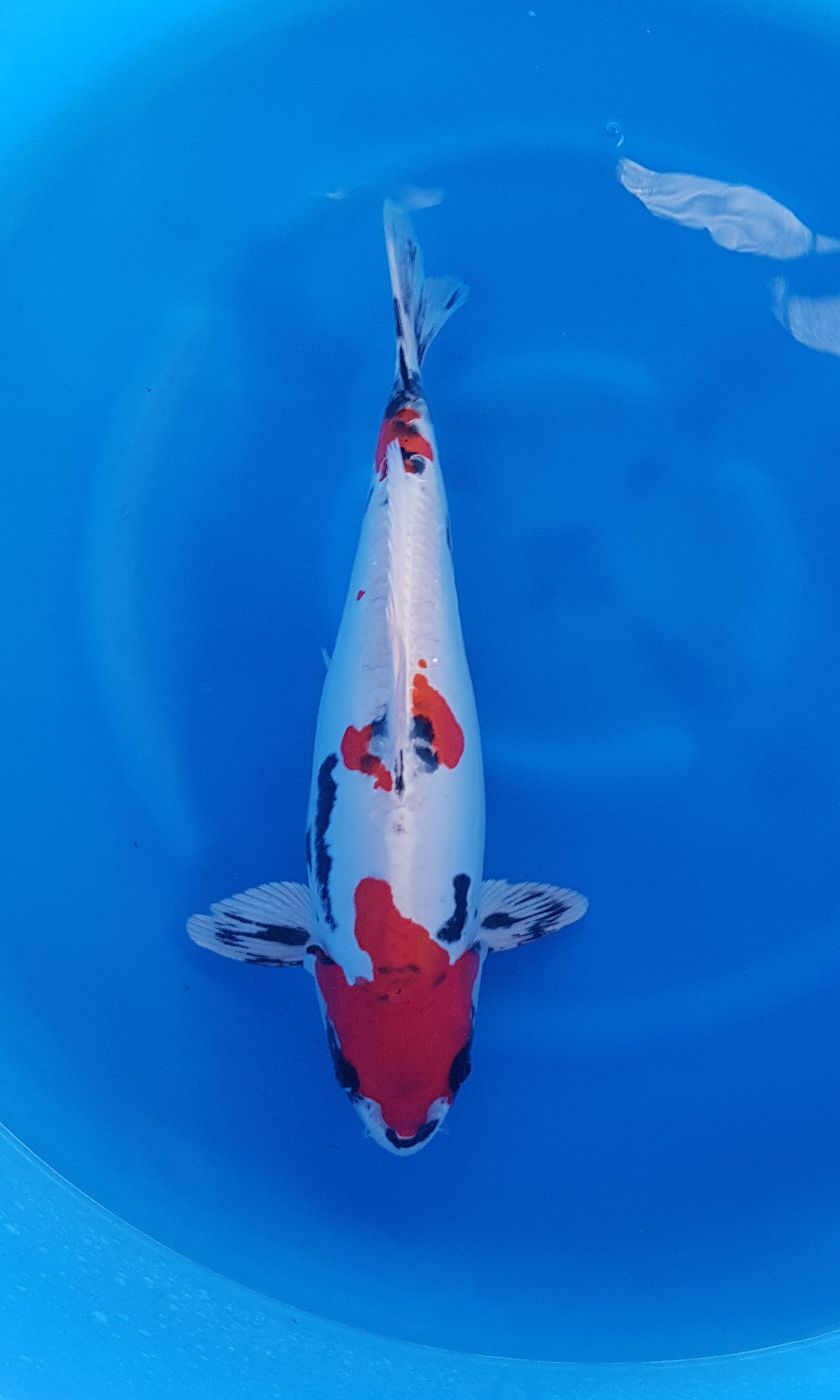 Aoki - Sansai - Beni Kikokuryu - KOI-62466