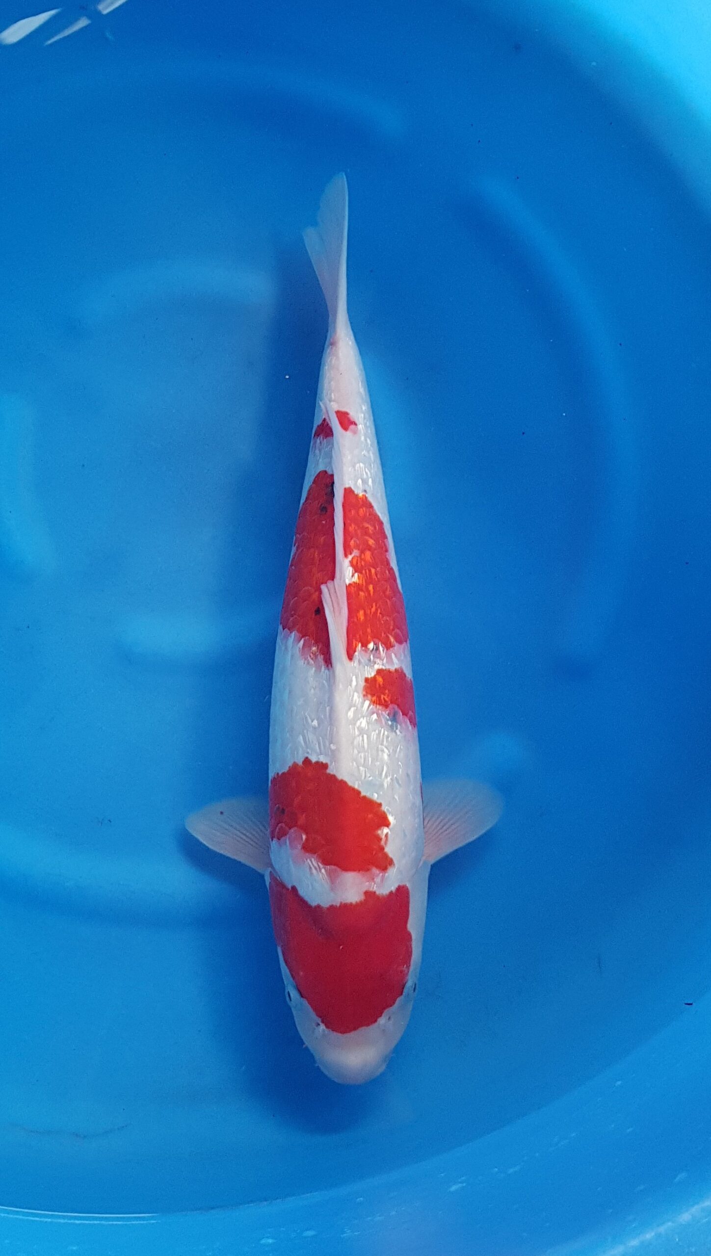 Sanke ginrin - Sansai(3 ans) - KOI-31294