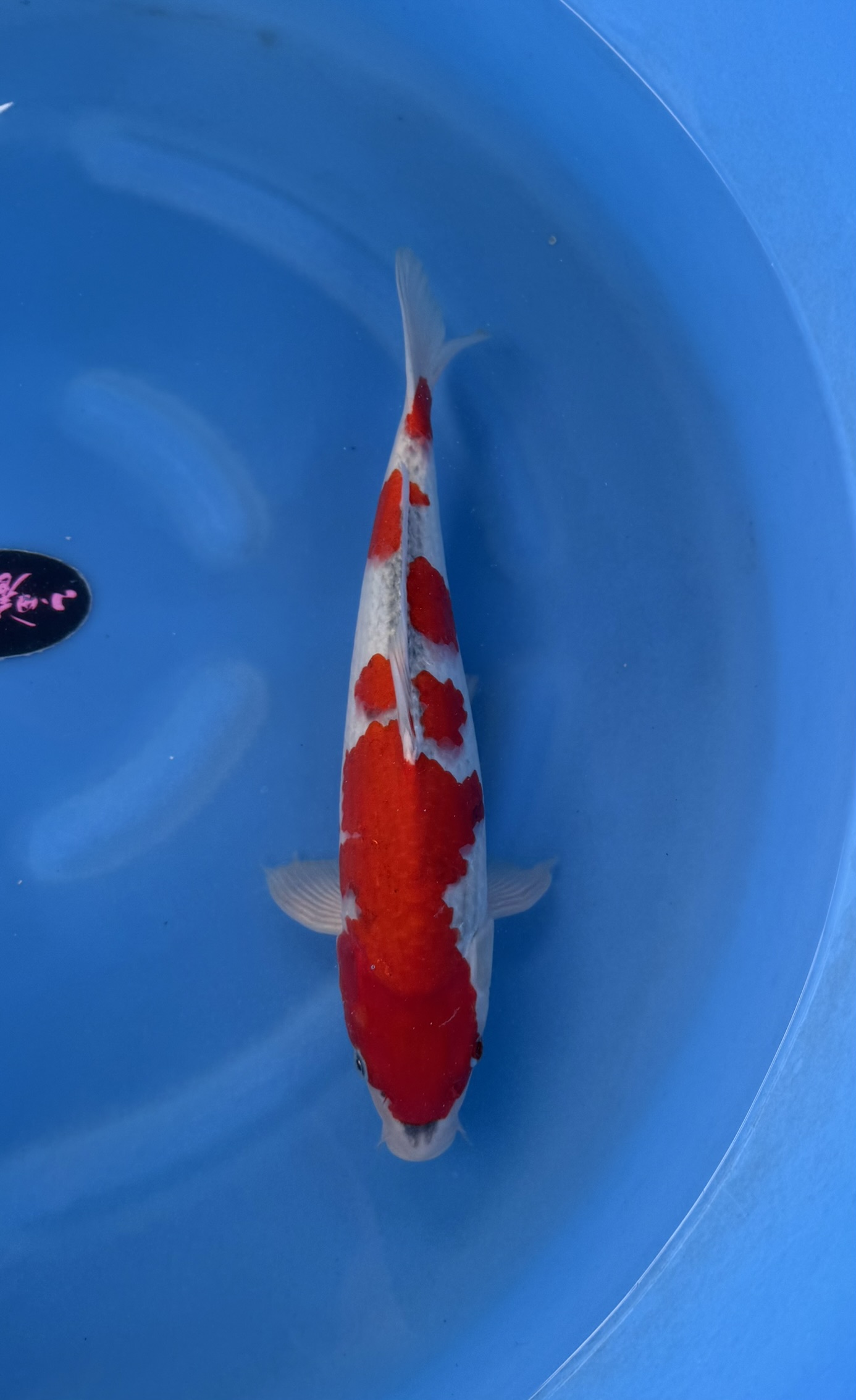 Animal, Fish, Sea Life, Carp, Koi