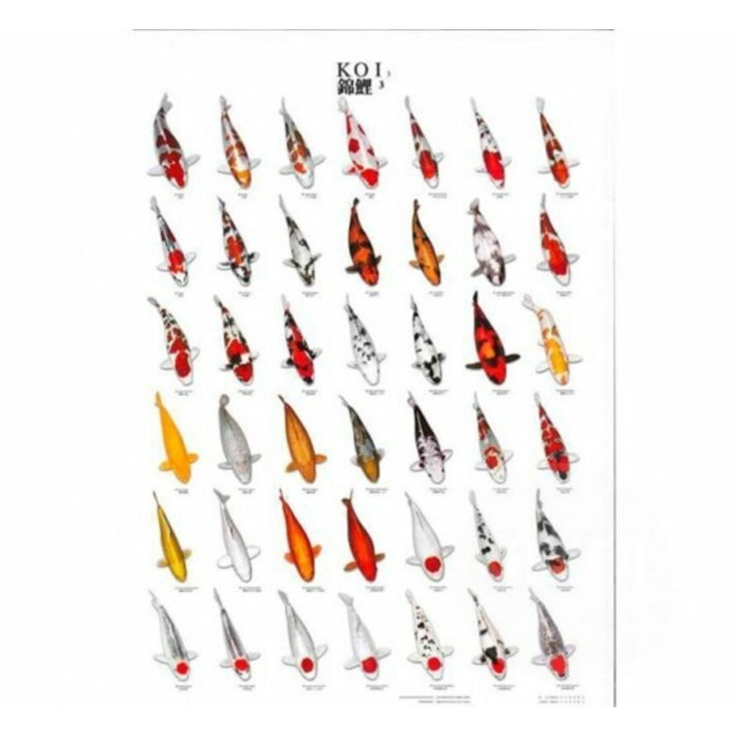 Weapon, Arrow, Arrowhead, Fish, Sea Life