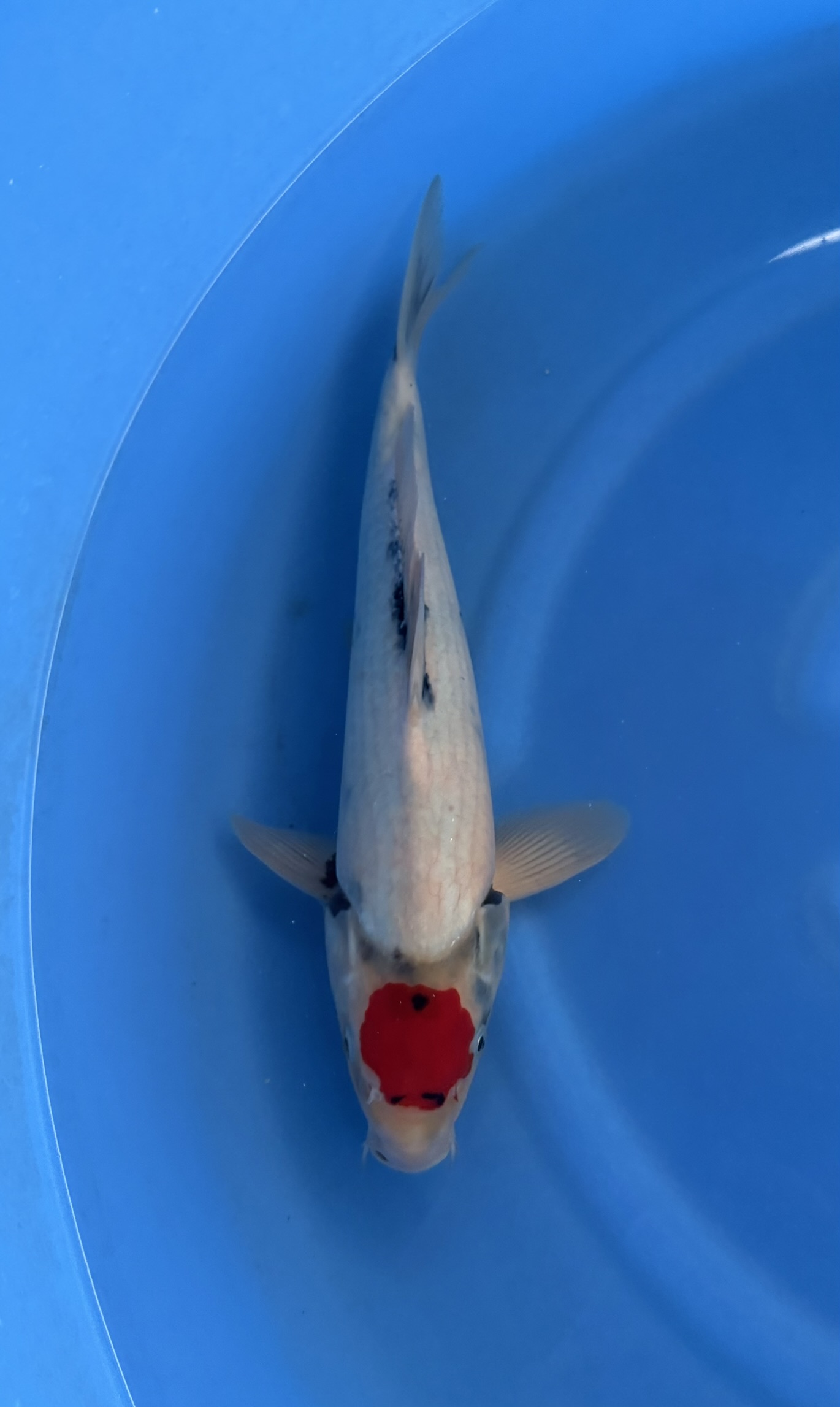 Carp, Fish, Sea Life, Koi, Shark