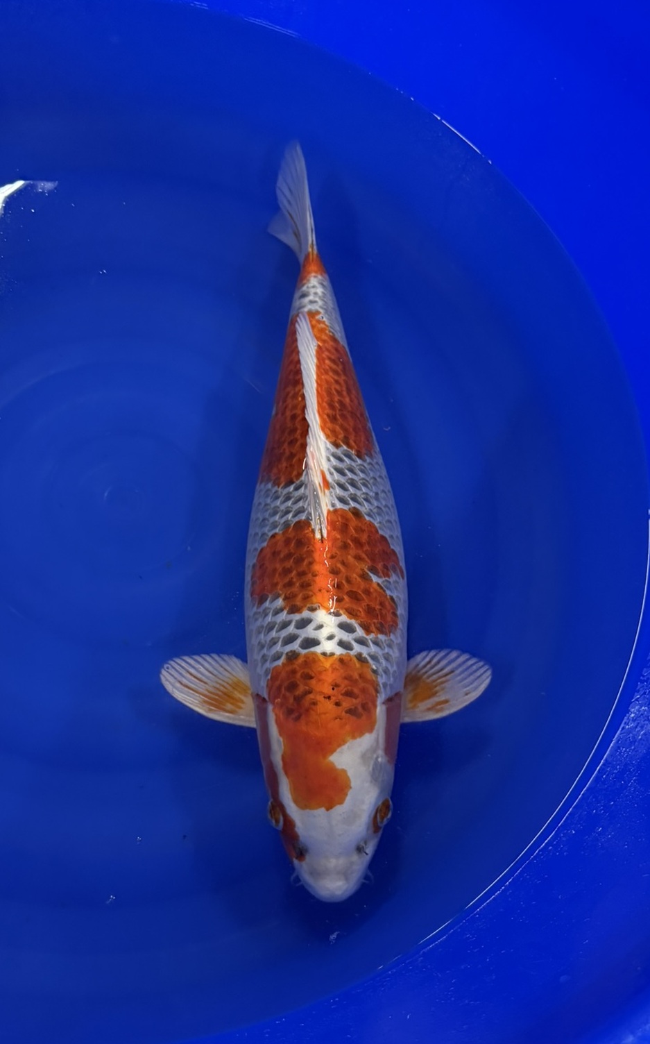 Marusei - Sansai - Kujaku - KOI-7260104