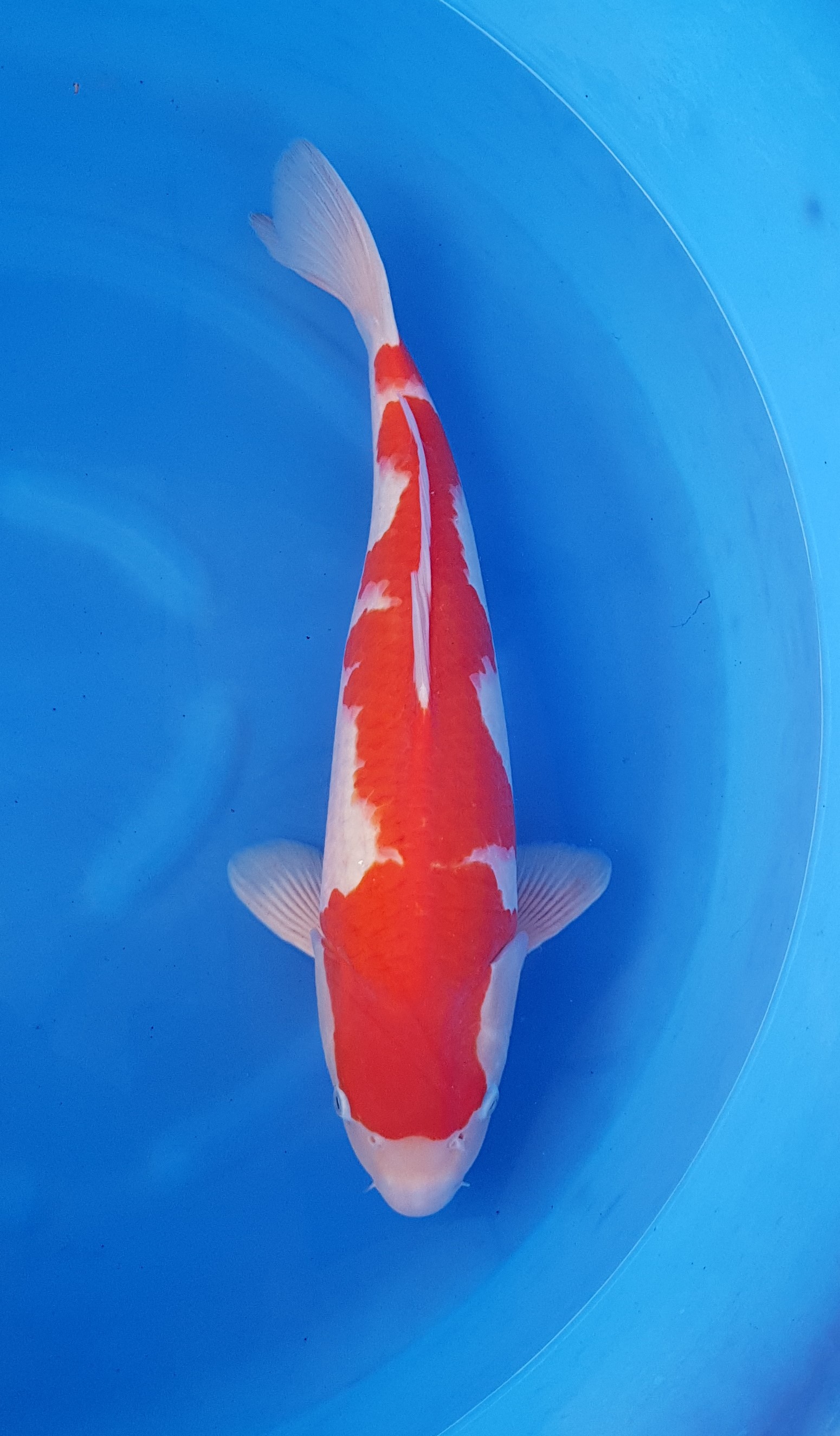 Suzusei Nisai Kohaku KOI-62040