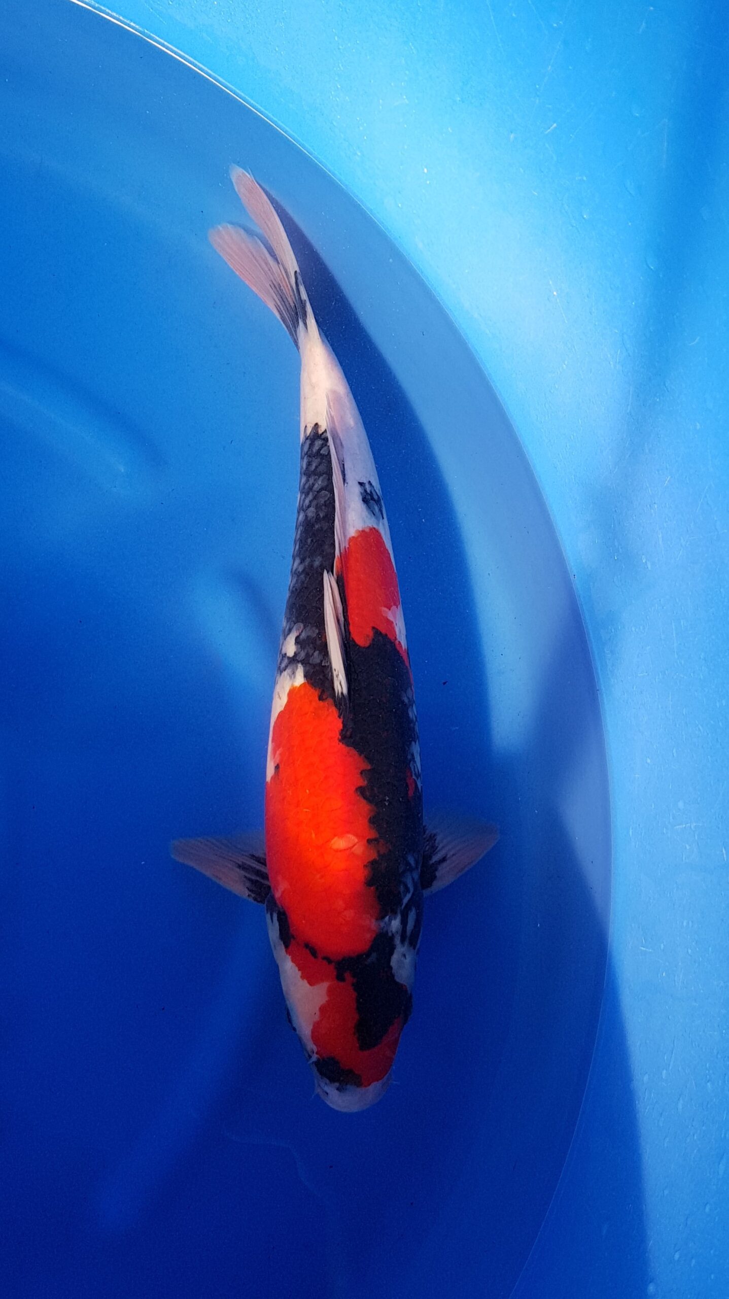 Showa - Nisai (2 ans) - KOI-31222