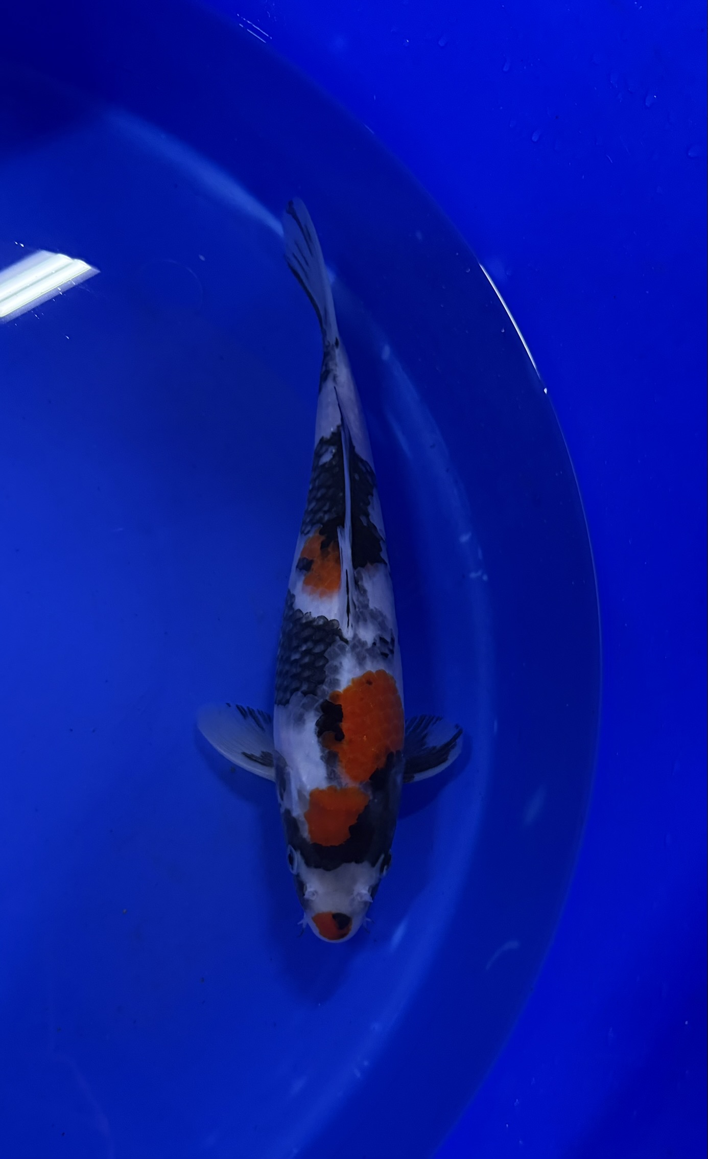 Aquatic, Carp, Fish, Sea Life, Koi