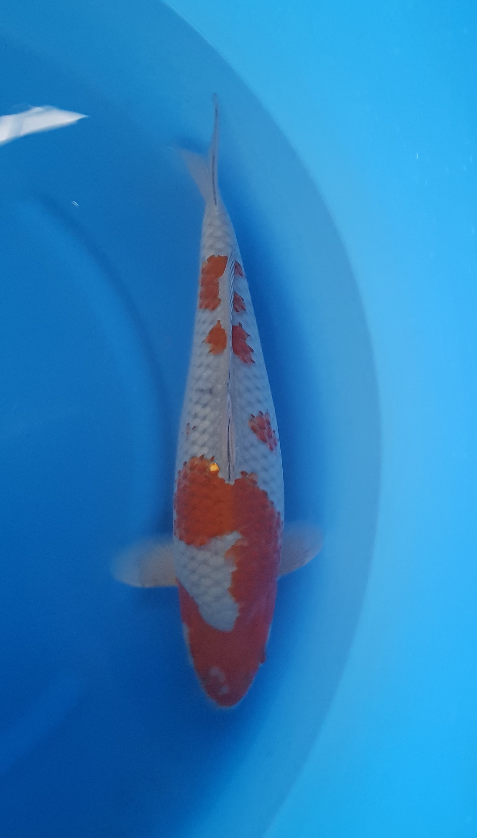 Kanezo Nisai Ochiba KOI-62208 Kanezo Nisai Ochiba KOI-62208