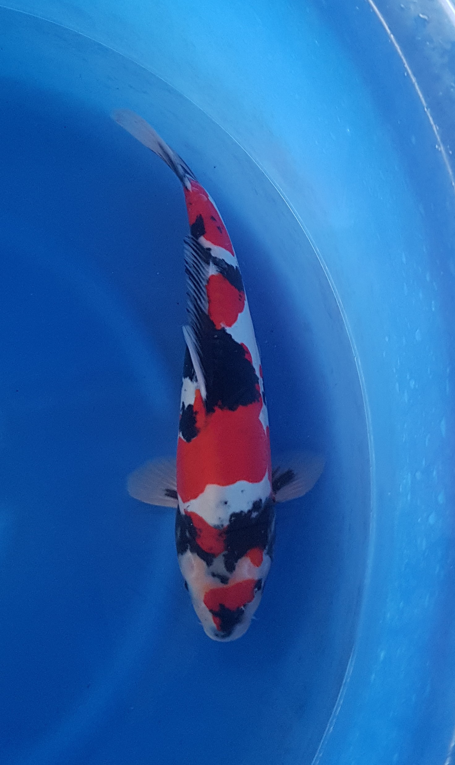 Takahashi Nisai Doitsu Showa - KOI-62598 Takahashi Nisai Doitsu Showa - KOI-62598