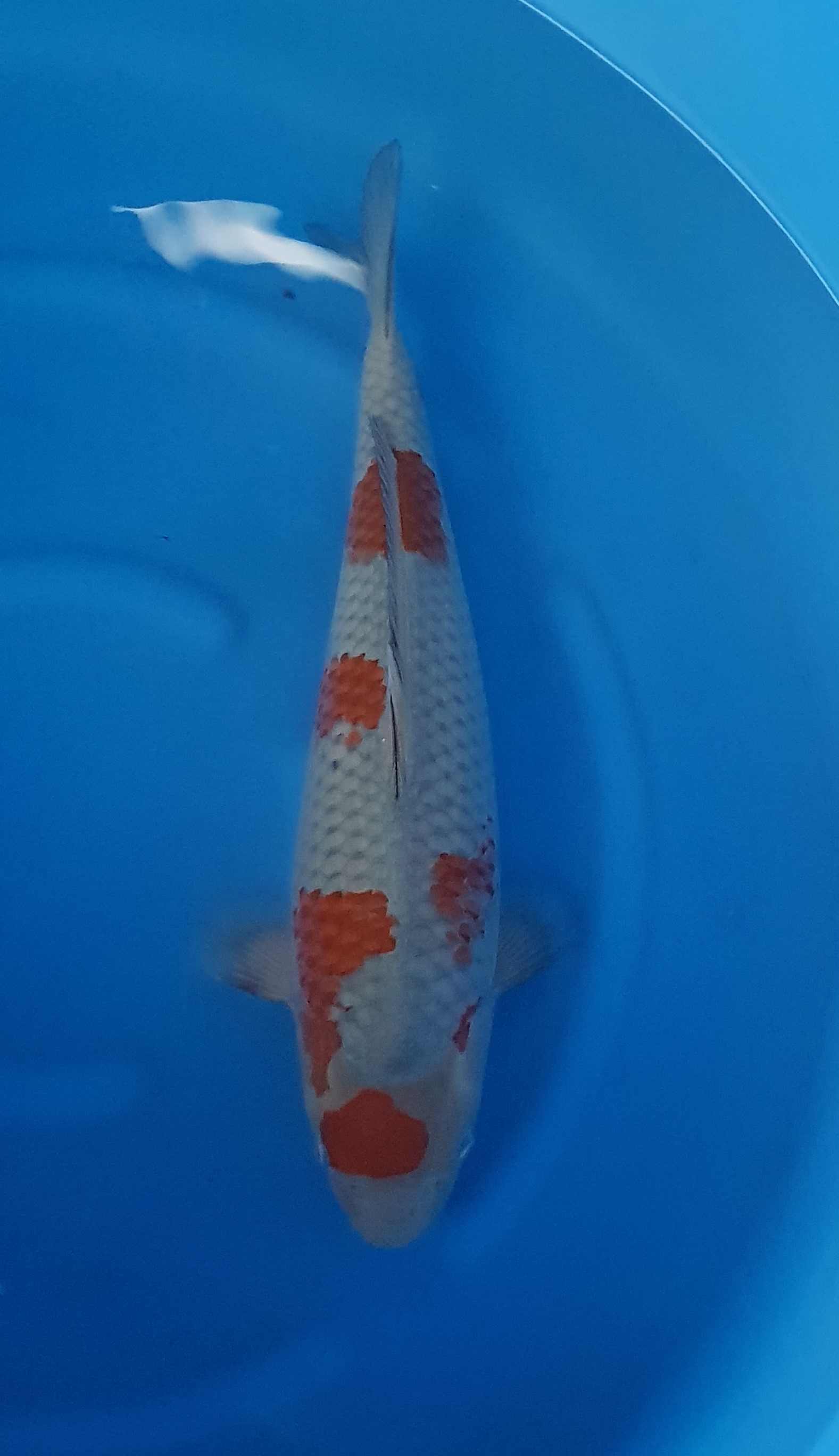 Aquatic, Carp, Fish, Sea Life, Koi