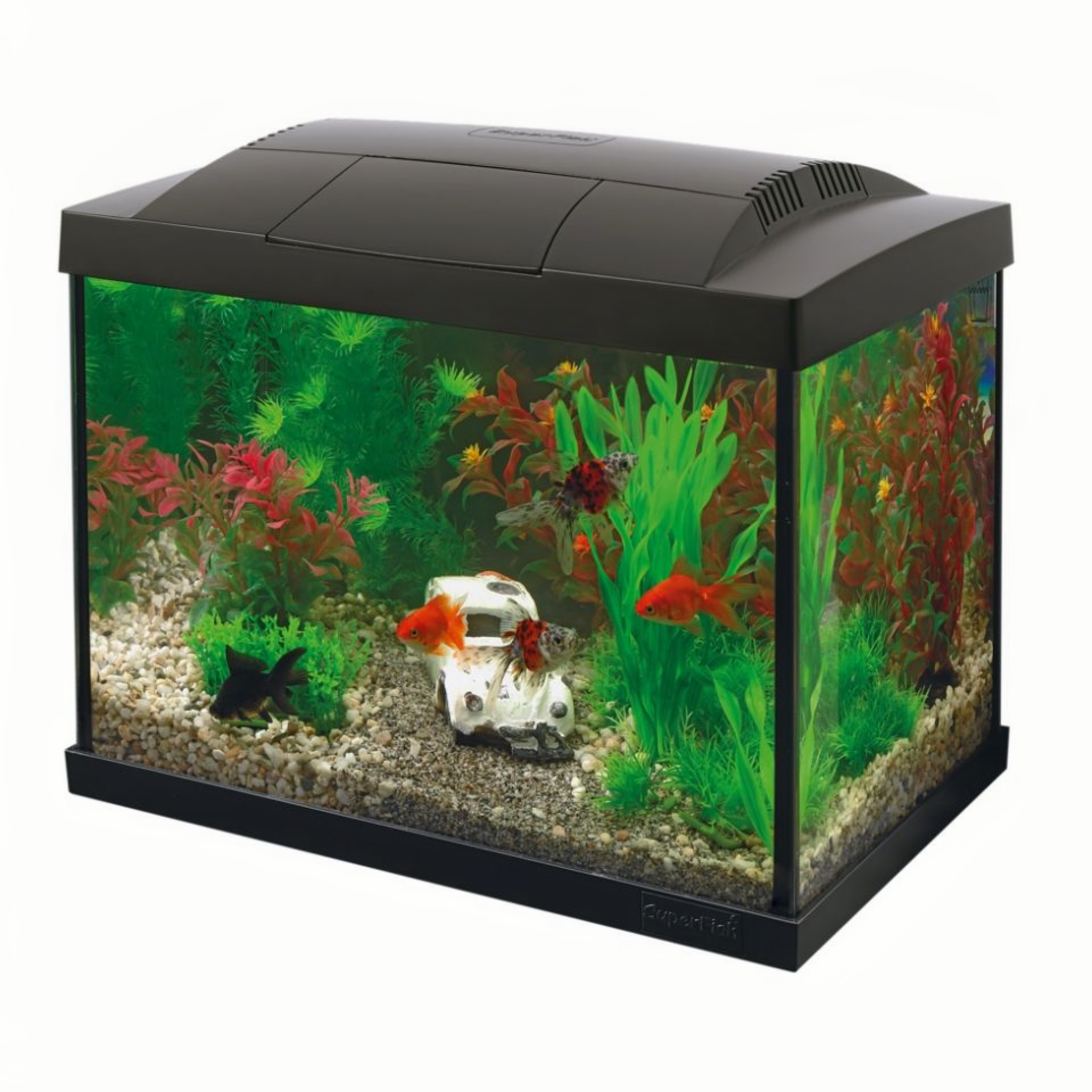 Animal, Aquarium, Fish, Sea Life, Water