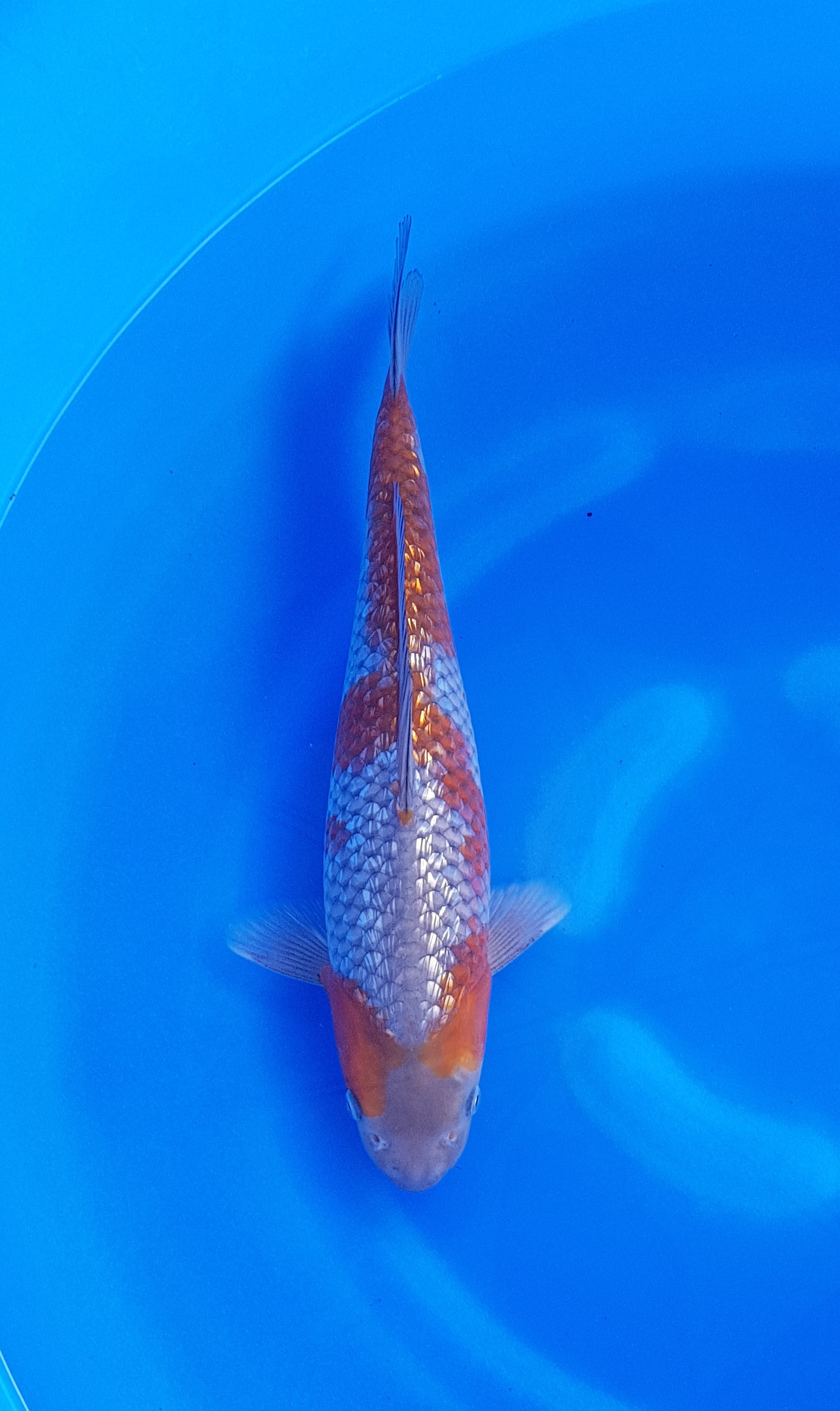 Takatatsu - Nisai - Ginrin Ochiba - KOI-62330