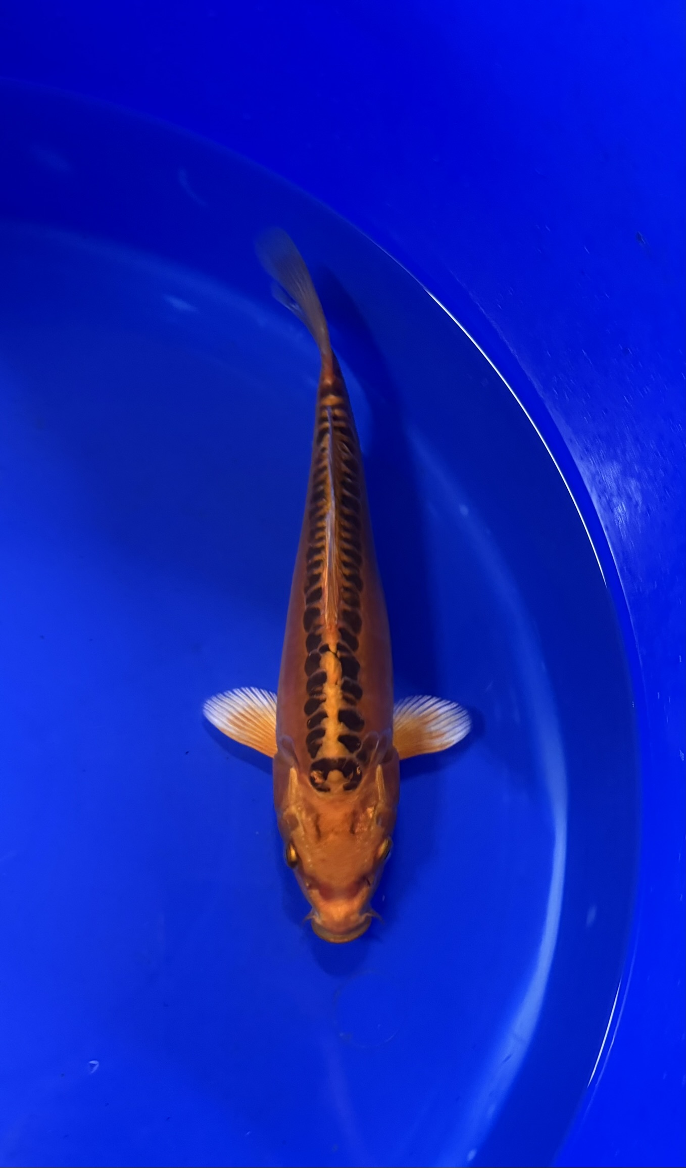 Aquatic, Fish, Sea Life, Carp, Koi